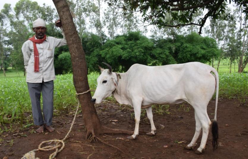 આણંદ કૃષિ યુનિવર્સિટીએ ગાયની નવી પ્રજાતિ ‘ડગરી’ને ઓળખ અપાવી