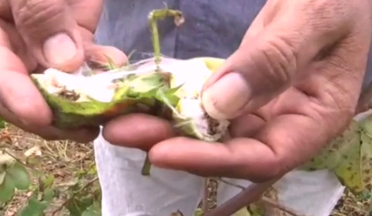 pink caterpillars in cotton