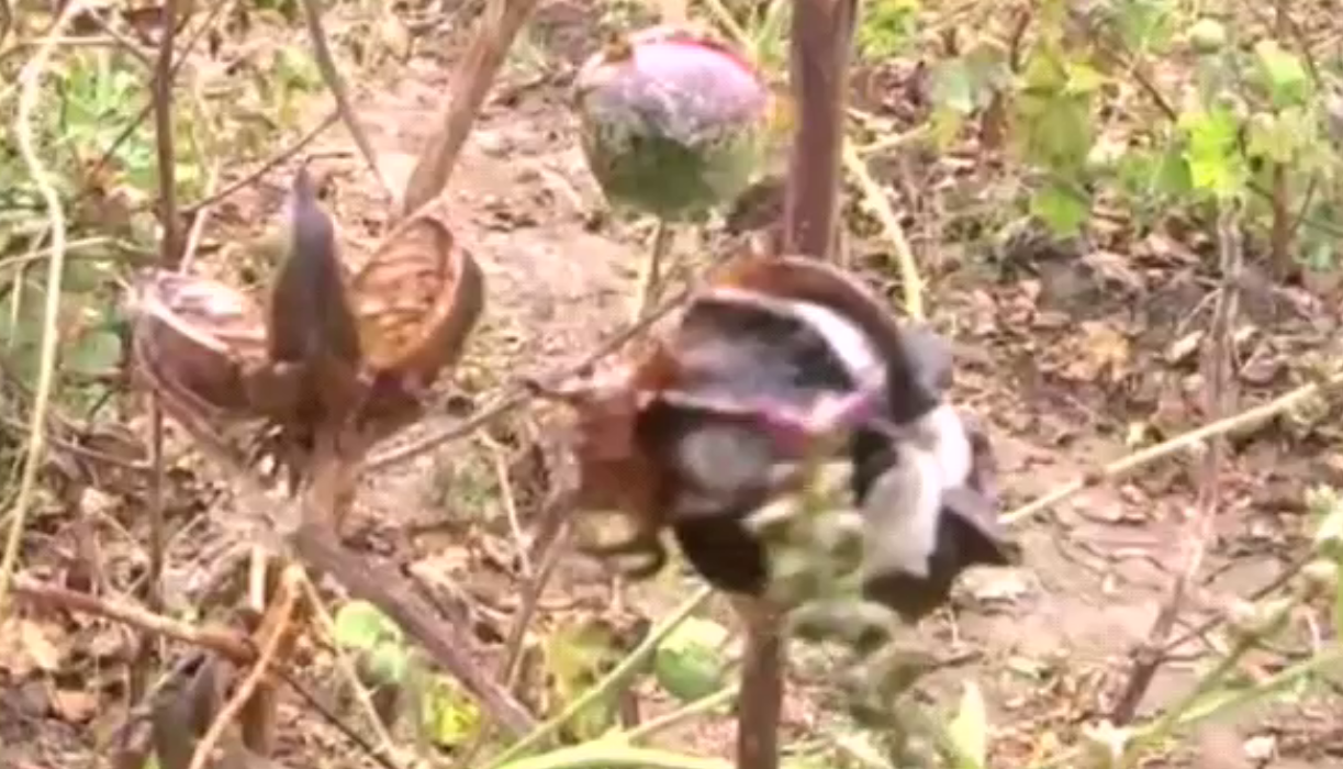 pink caterpillars in cotton