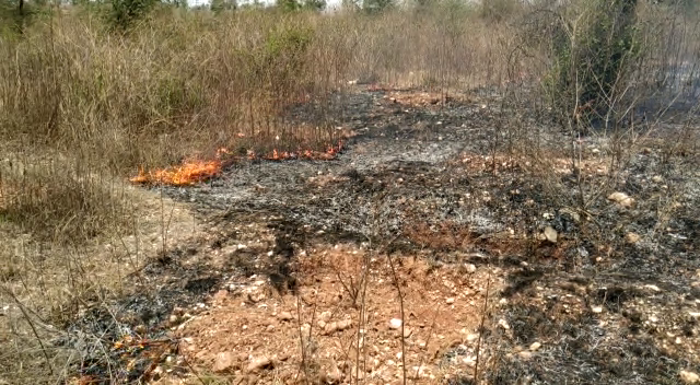 અરવલ્લી: મેઘરજના જંગલમાં ભીષણ આગ