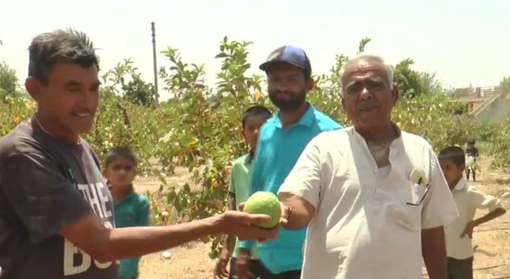 બનાસકાંઠામાં સફળ જામફળની ખેતી