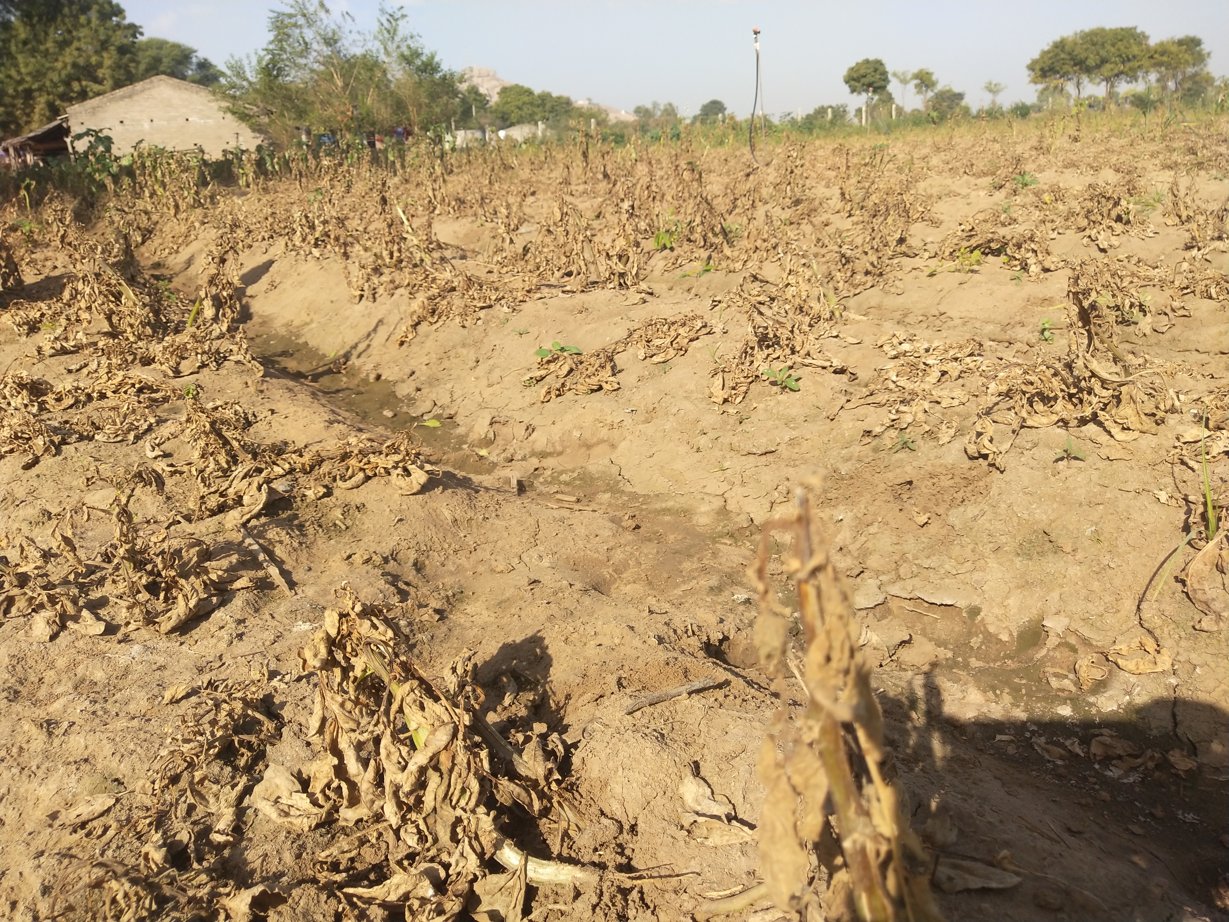 Disease of potato crop to farmers due to sucara disease in disa banaskantha