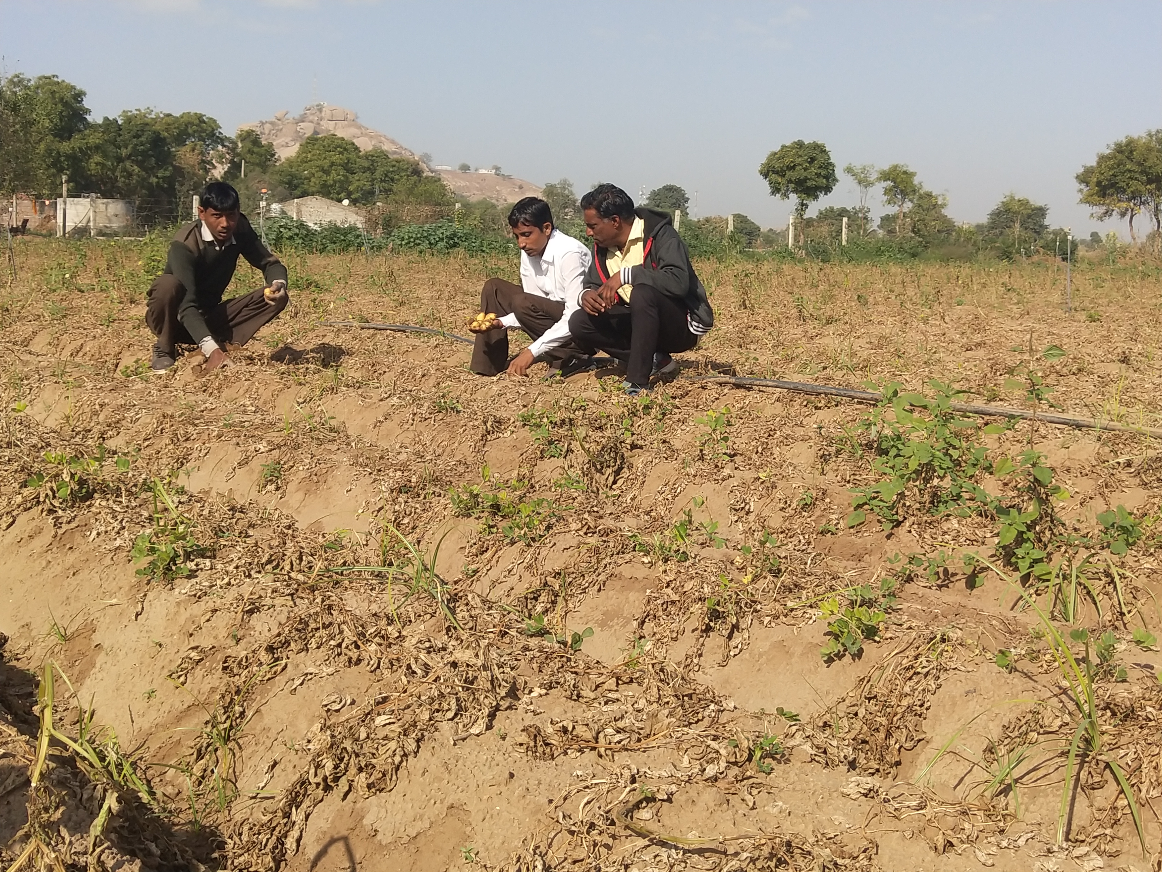 Disease of potato crop to farmers due to sucara disease in disa banaskantha