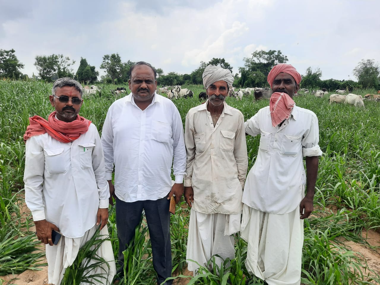 વાવ તાલુકાના દેથળી ગામના યુવાને આઠ એકર જમીનમાં ઊભેલો જુવારનો પાક ગૌમાતાને ખવડાવ્યોવાવ તાલુકાના દેથળી ગામના યુવાને આઠ એકર જમીનમાં ઊભેલો જુવારનો પાક ગૌમાતાને ખવડાવ્યો