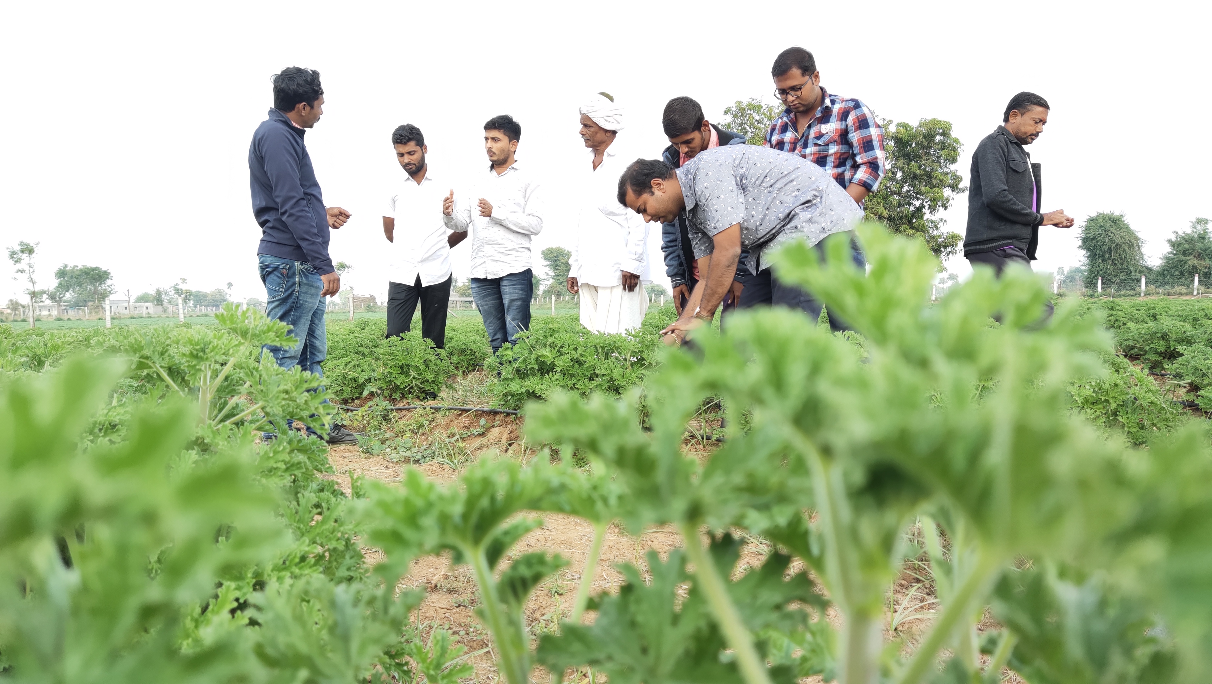 ગુજરાતમાં સૌપ્રથમવાર બનાસકાંઠા જિલ્લામાં થયું જીરેનીયમનું વાવેતર