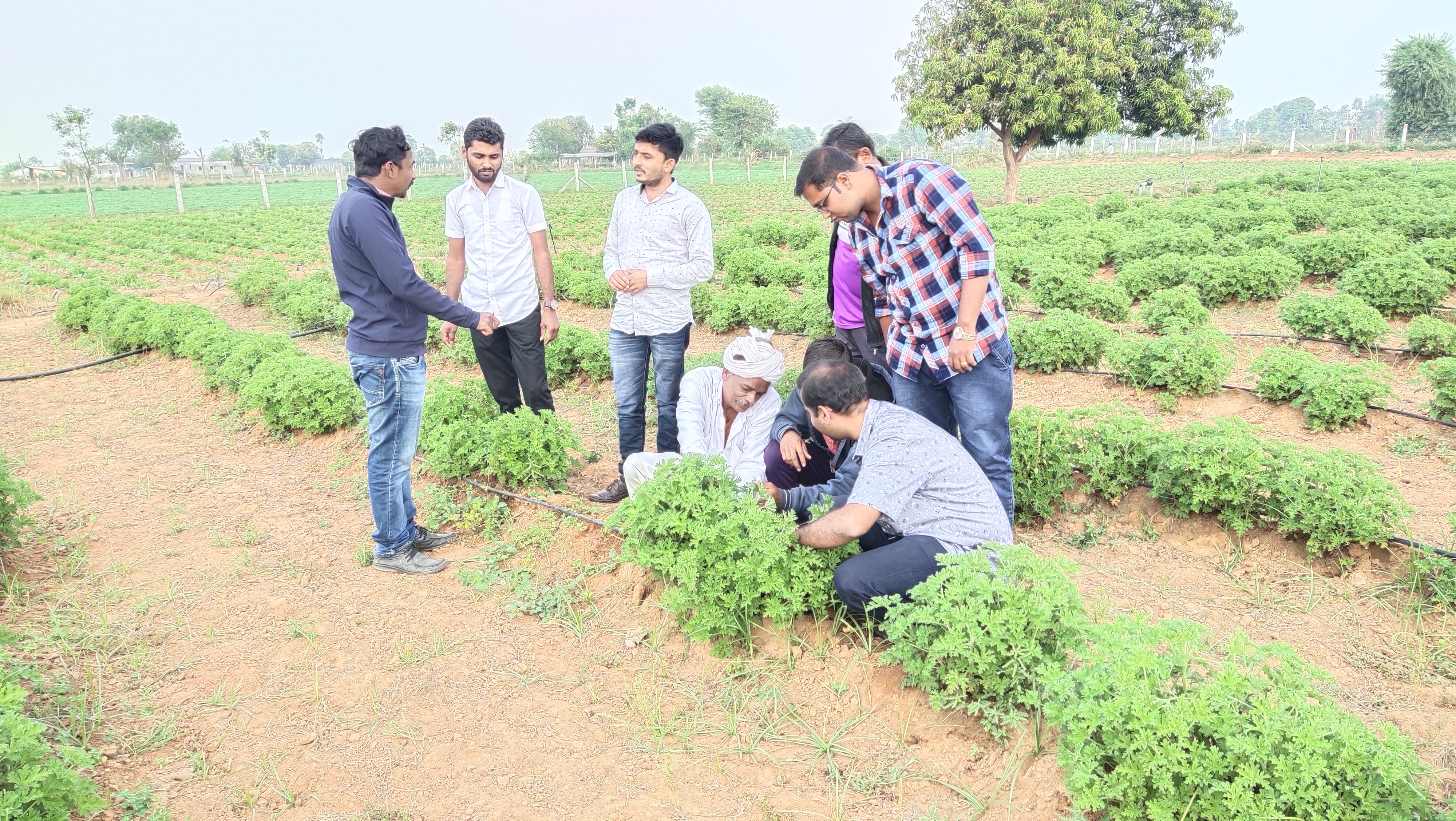 ગુજરાતમાં સૌપ્રથમવાર બનાસકાંઠા જિલ્લામાં થયું જીરેનીયમનું વાવેતર