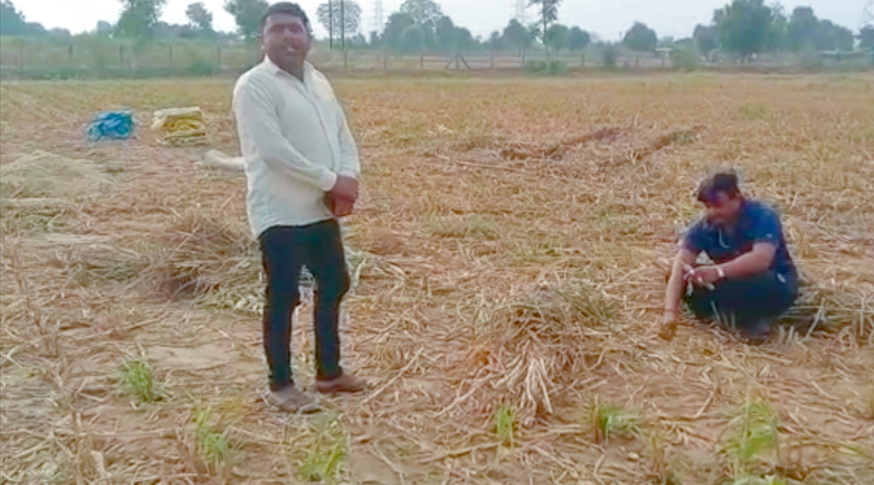 ಗುಜರಾತ್​ನ ರಾಗಿ ಹೊಲದಲ್ಲಿ ಮಳೆಗೆ ಬಿದ್ದ ಮೀನುಗಳು!