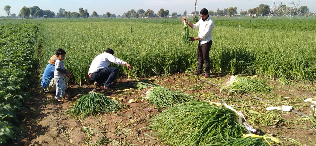 લીલી શાકભાજી