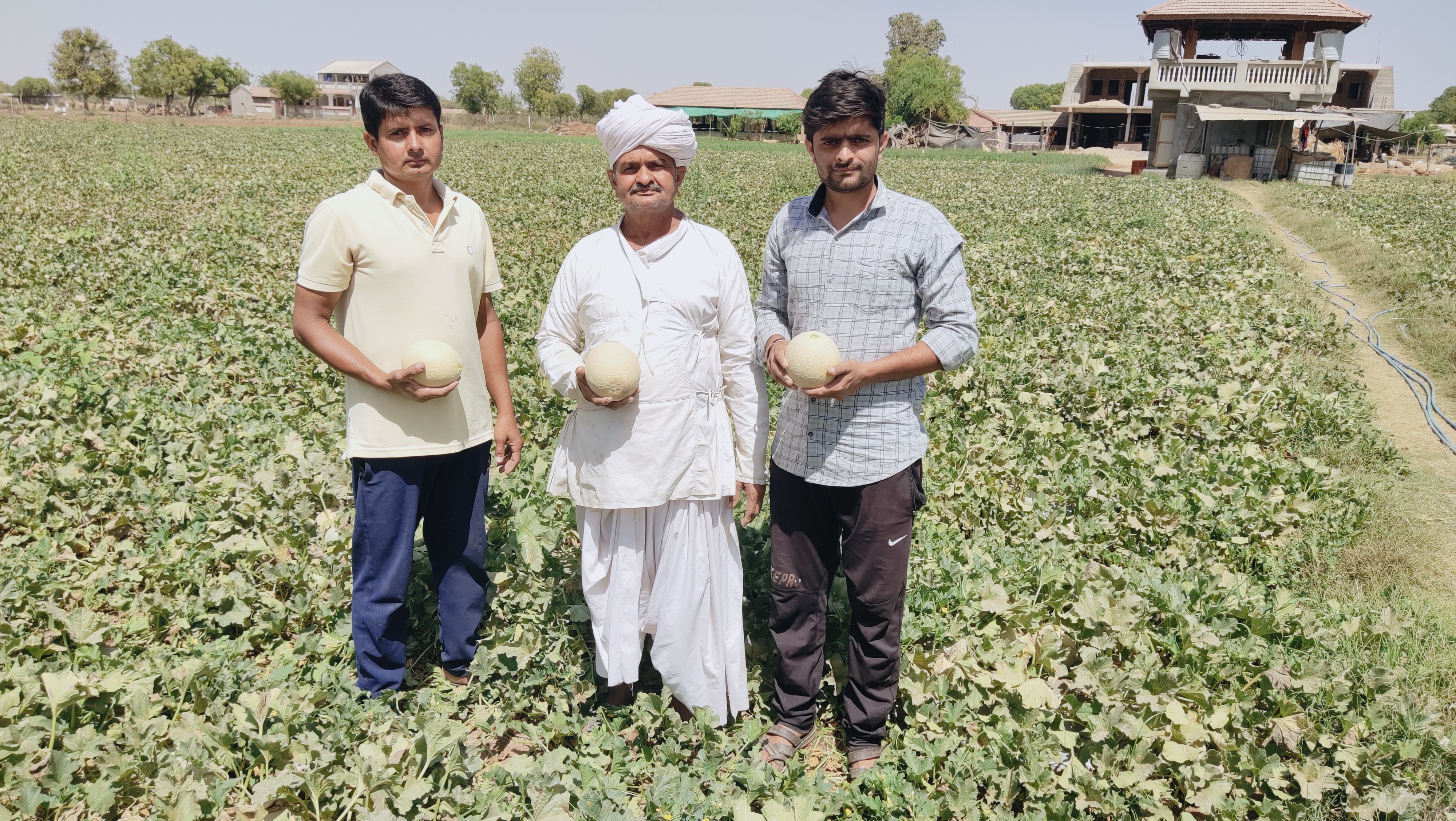 2 હજાર હેક્ટરમાં સક્કરટેટીનું વાવેતર કરવામાં આવ્યું