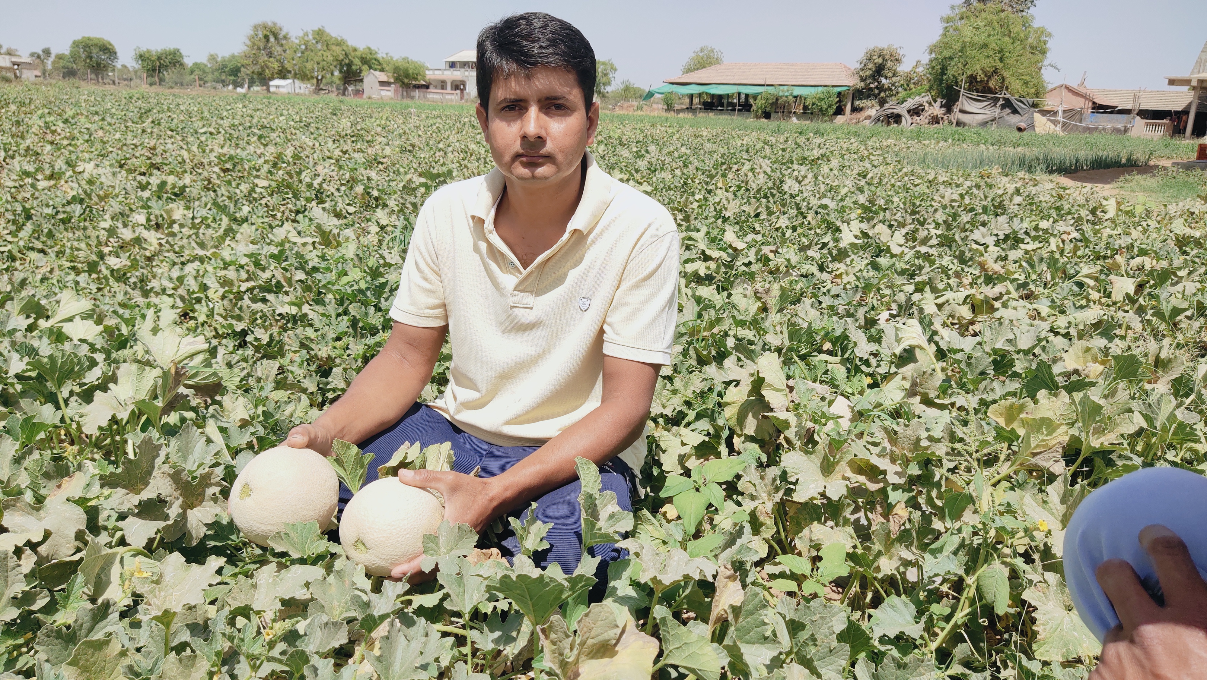 સક્કરટેટીના ભાવ આઠથી દસ રૂપિયા હોય છે