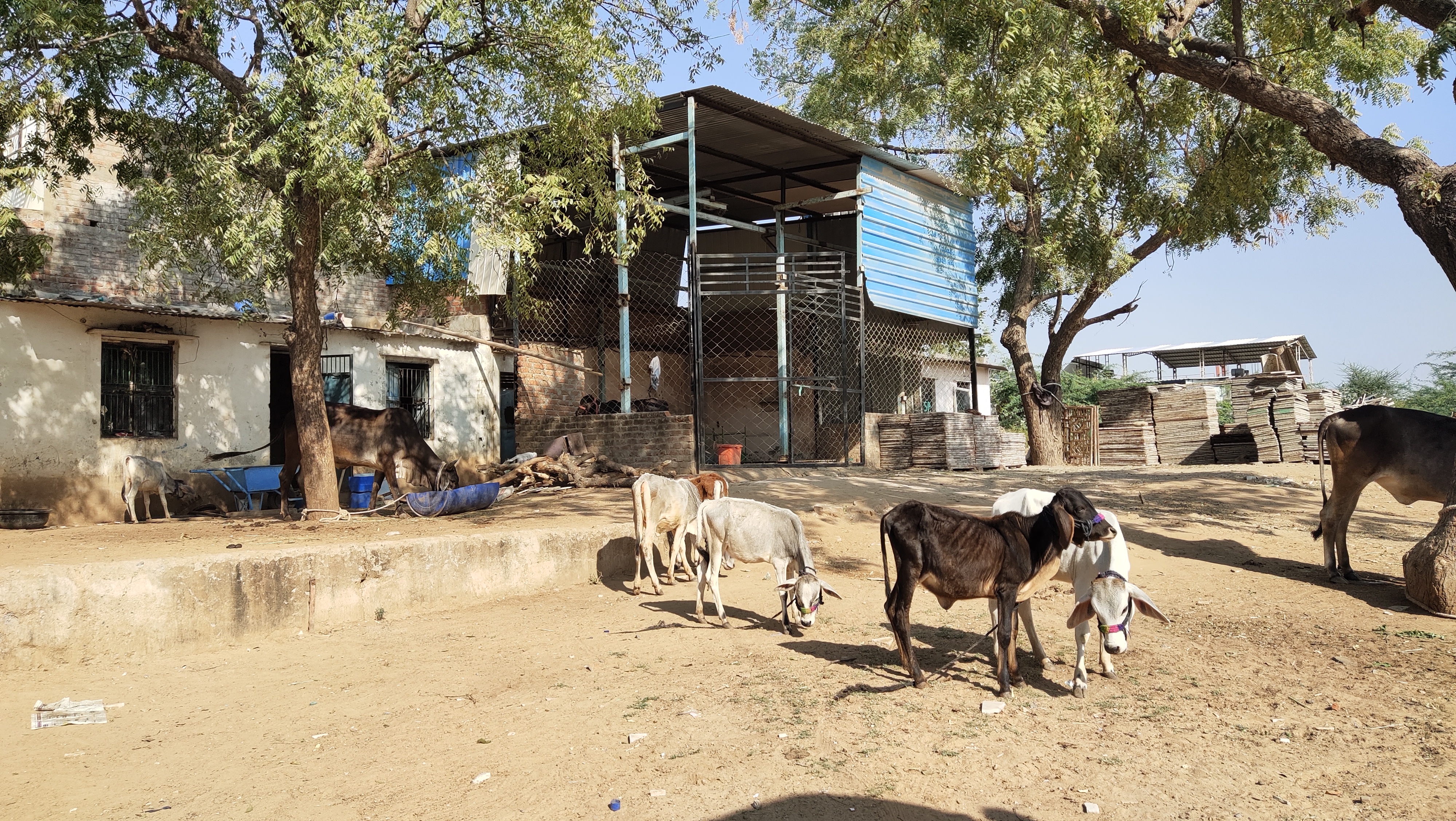 પાલનપુરના પરેશભાઇનો અનોખો ગૌ પ્રેમ, નિરાધાર વાછરડાં માટે ફેક્ટરીમાં શેડ બનાવી ઉભી કરી 'મિની ગૌશાળા'