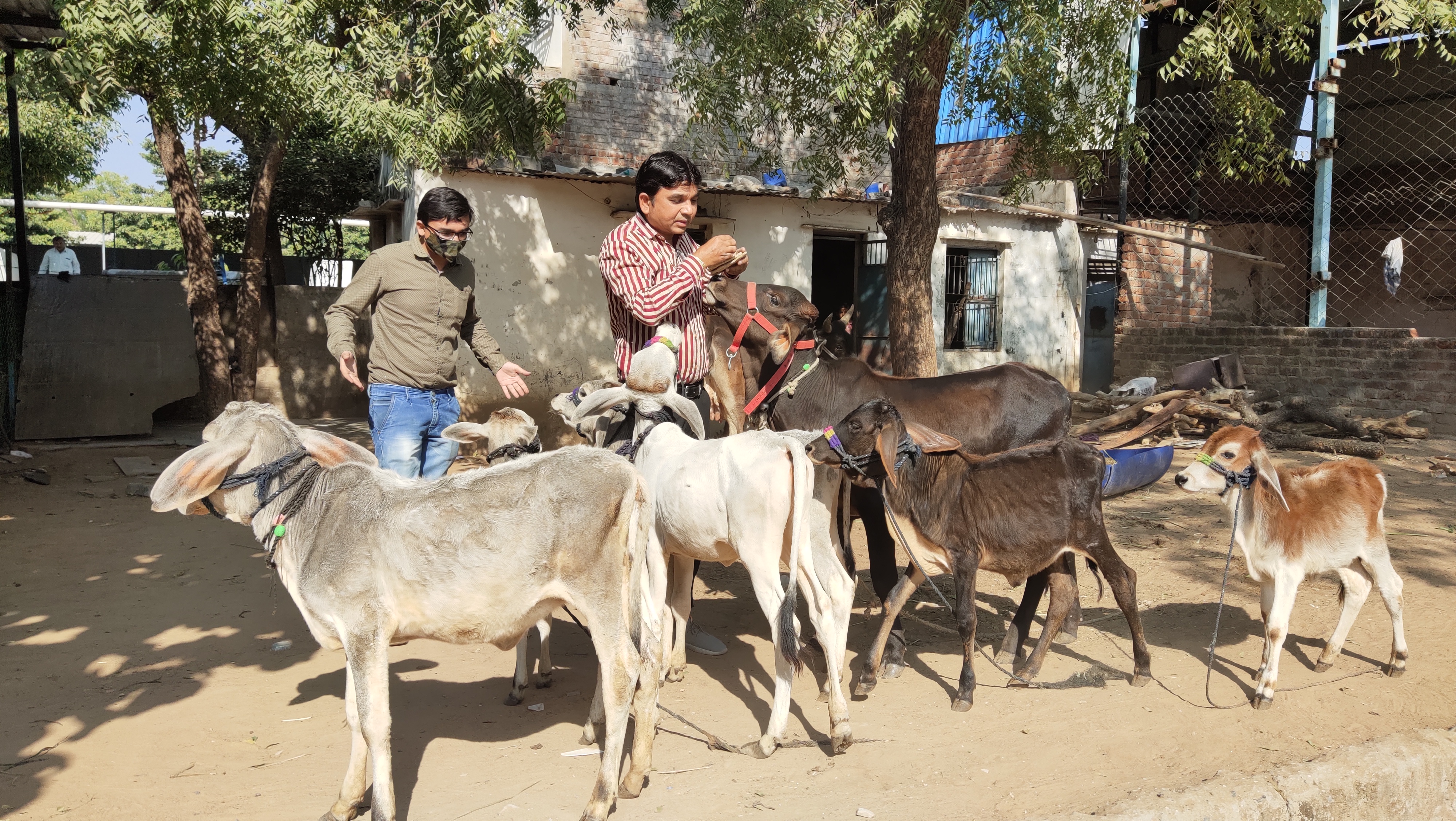 પાલનપુરના પરેશભાઇનો અનોખો ગૌ પ્રેમ, નિરાધાર વાછરડાં માટે ફેક્ટરીમાં શેડ બનાવી ઉભી કરી 'મિની ગૌશાળા'