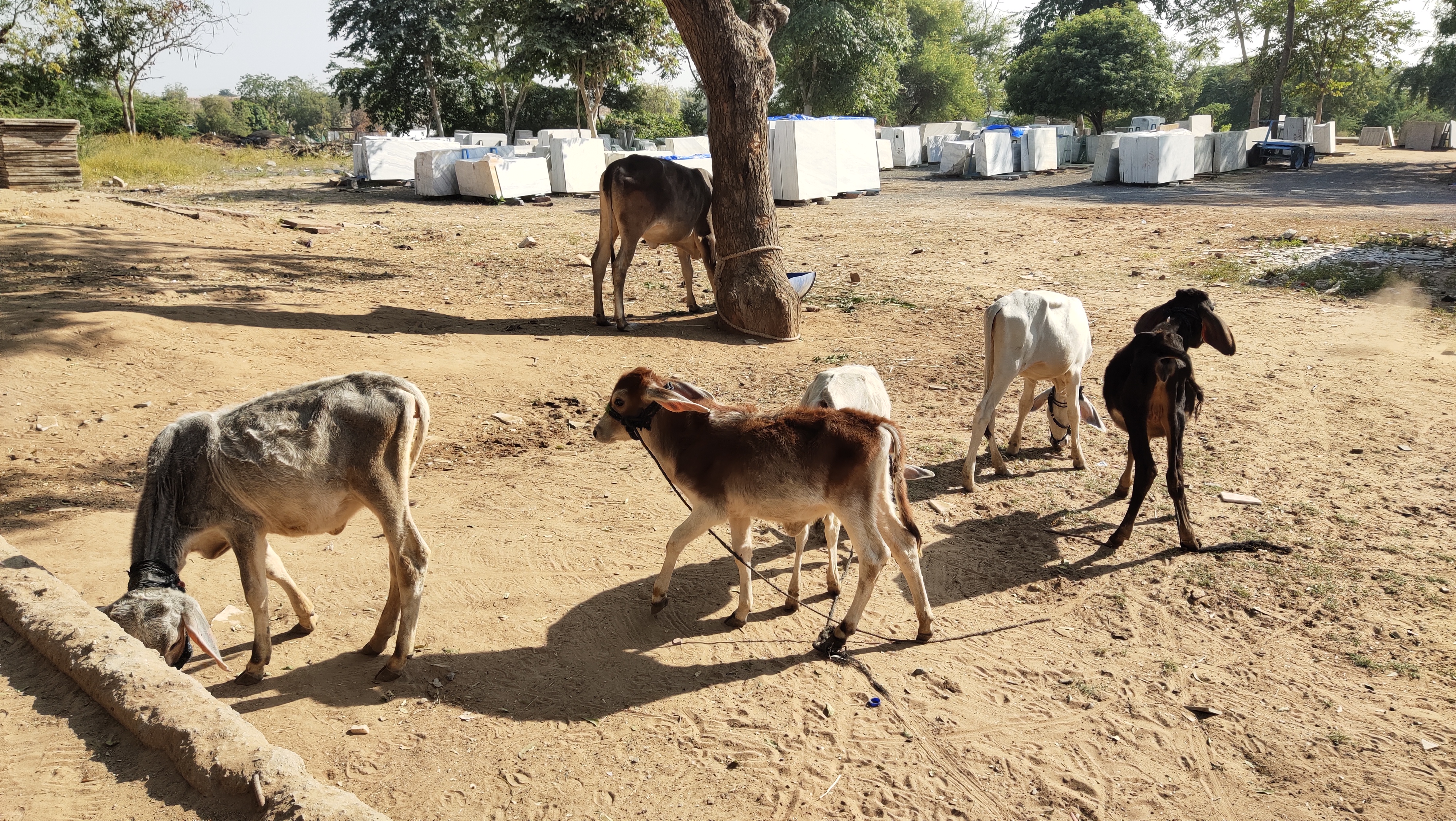 પાલનપુરના પરેશભાઇનો અનોખો ગૌ પ્રેમ, નિરાધાર વાછરડાં માટે ફેક્ટરીમાં શેડ બનાવી ઉભી કરી 'મિની ગૌશાળા'