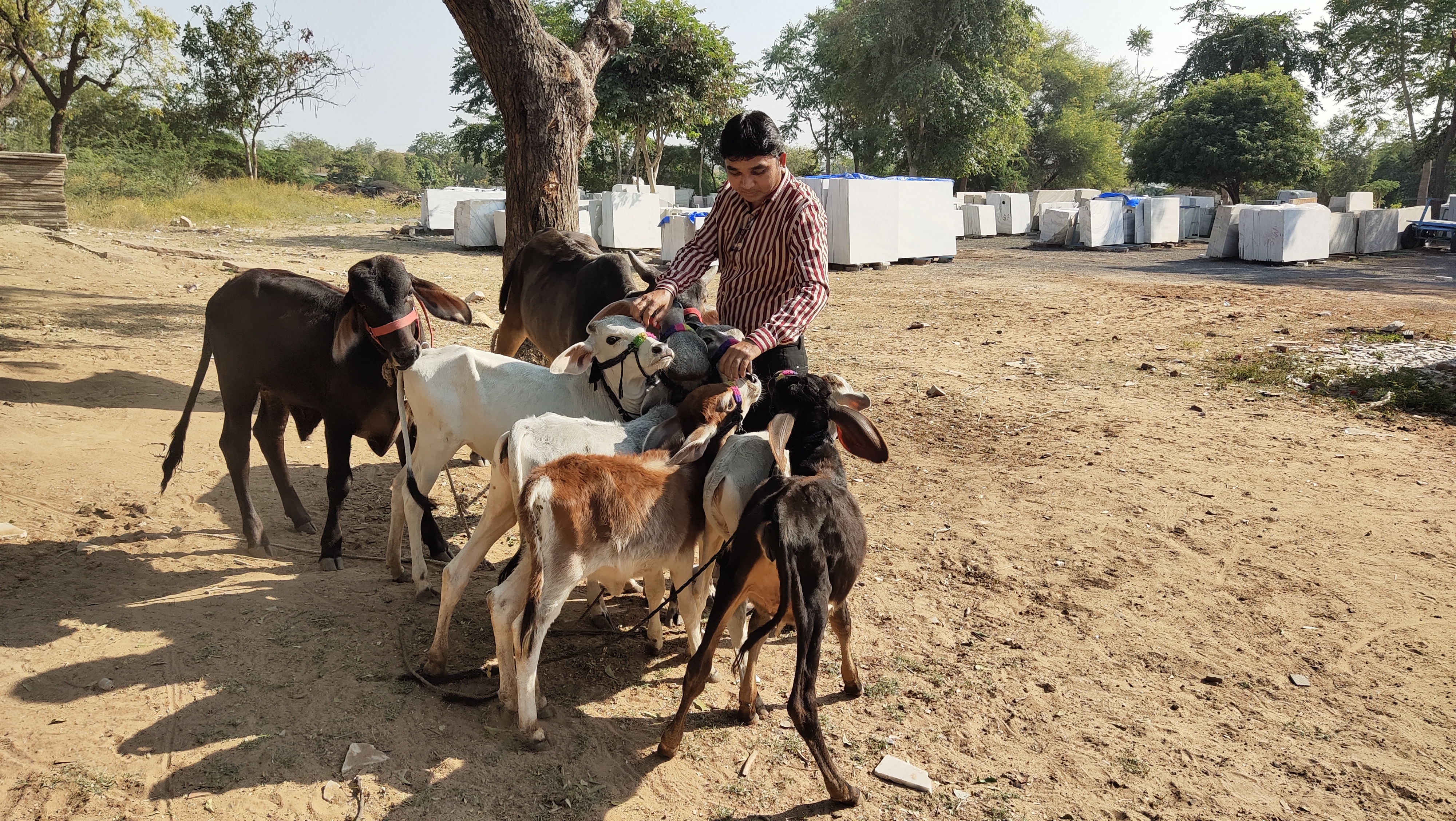 પાલનપુરના પરેશભાઇનો અનોખો ગૌ પ્રેમ, નિરાધાર વાછરડાં માટે ફેક્ટરીમાં શેડ બનાવી ઉભી કરી 'મિની ગૌશાળા'