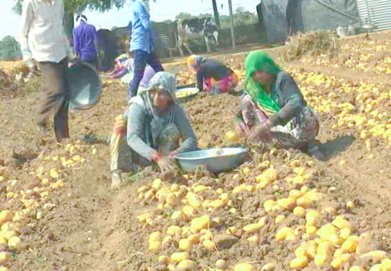 બનાસડેરી ખેડૂતોને બટાટાનું બિયારણ આપશે