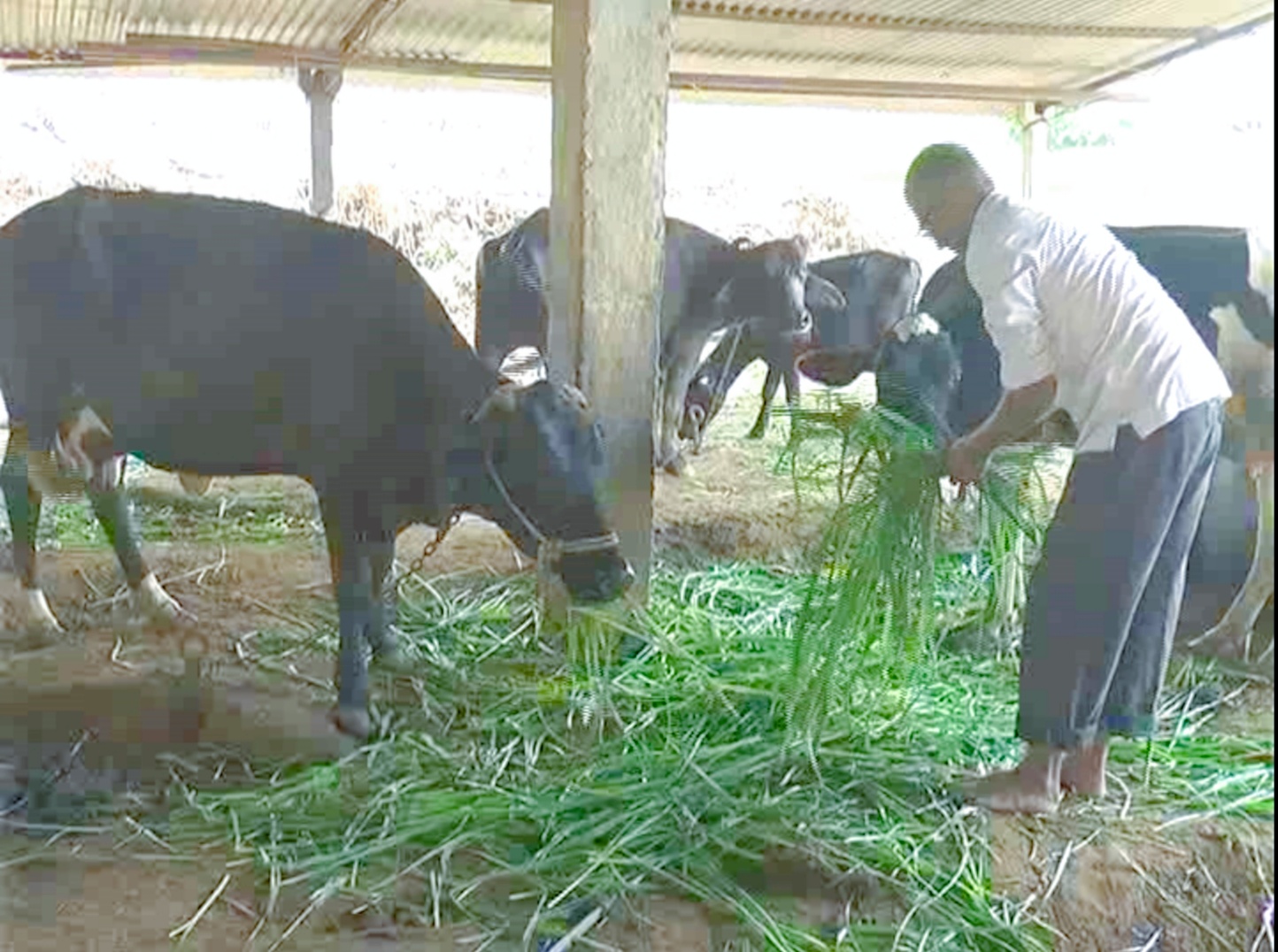 farmer assistance scheme