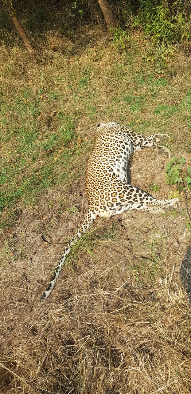 ઝઘડિયામાં દીપડાનો મૃતદેહ મળી આવતા તપાસ શરૂ