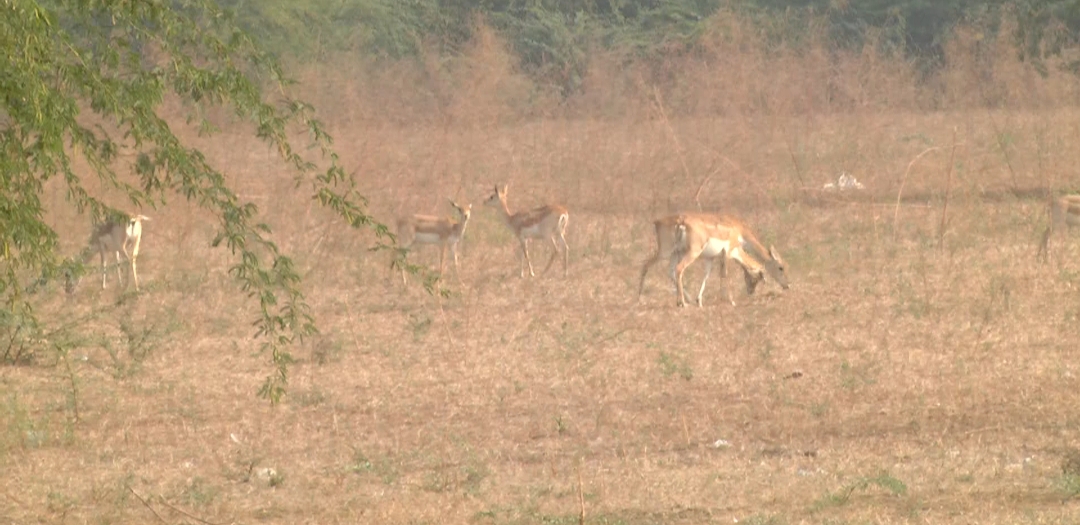 blackbucks