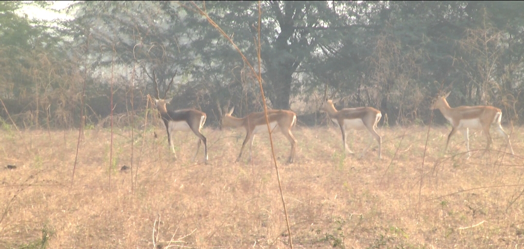 blackbucks