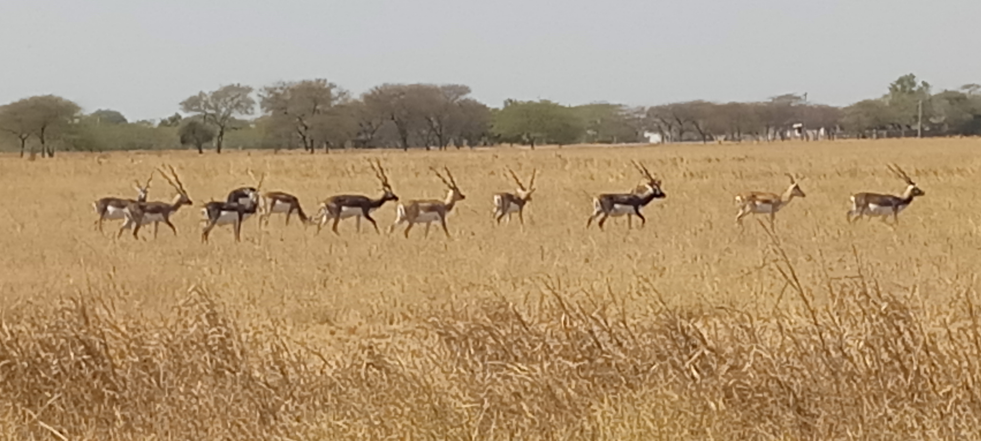 કાળીયારના