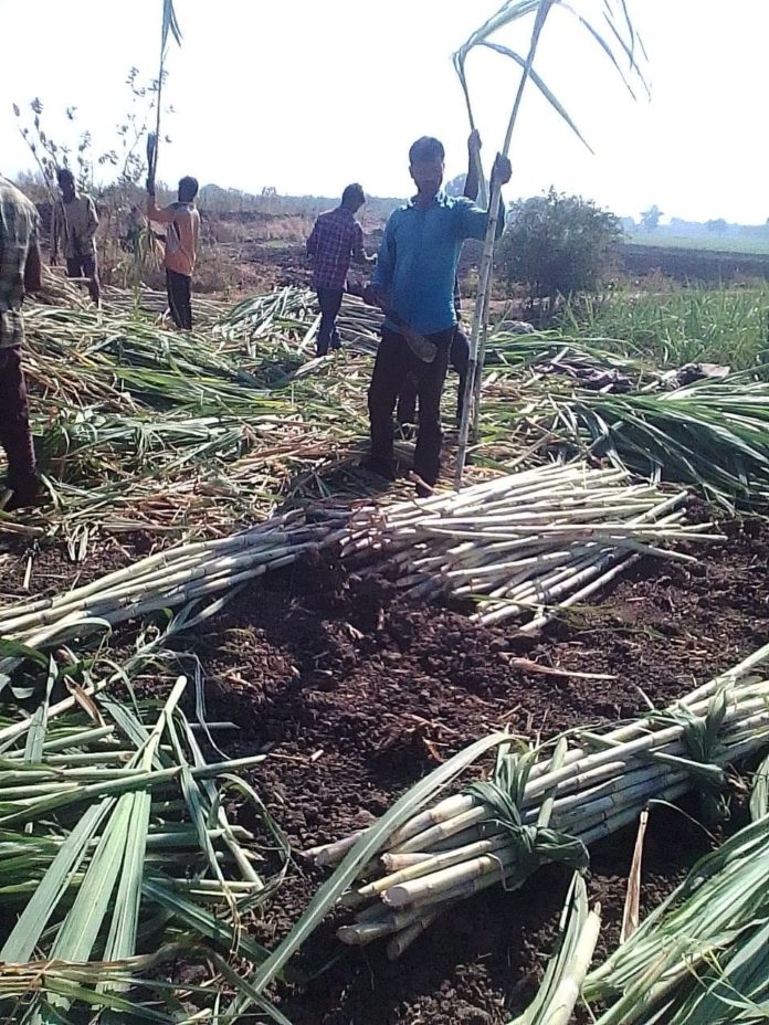 Workers were invited to return to the Sugar factory in Dang