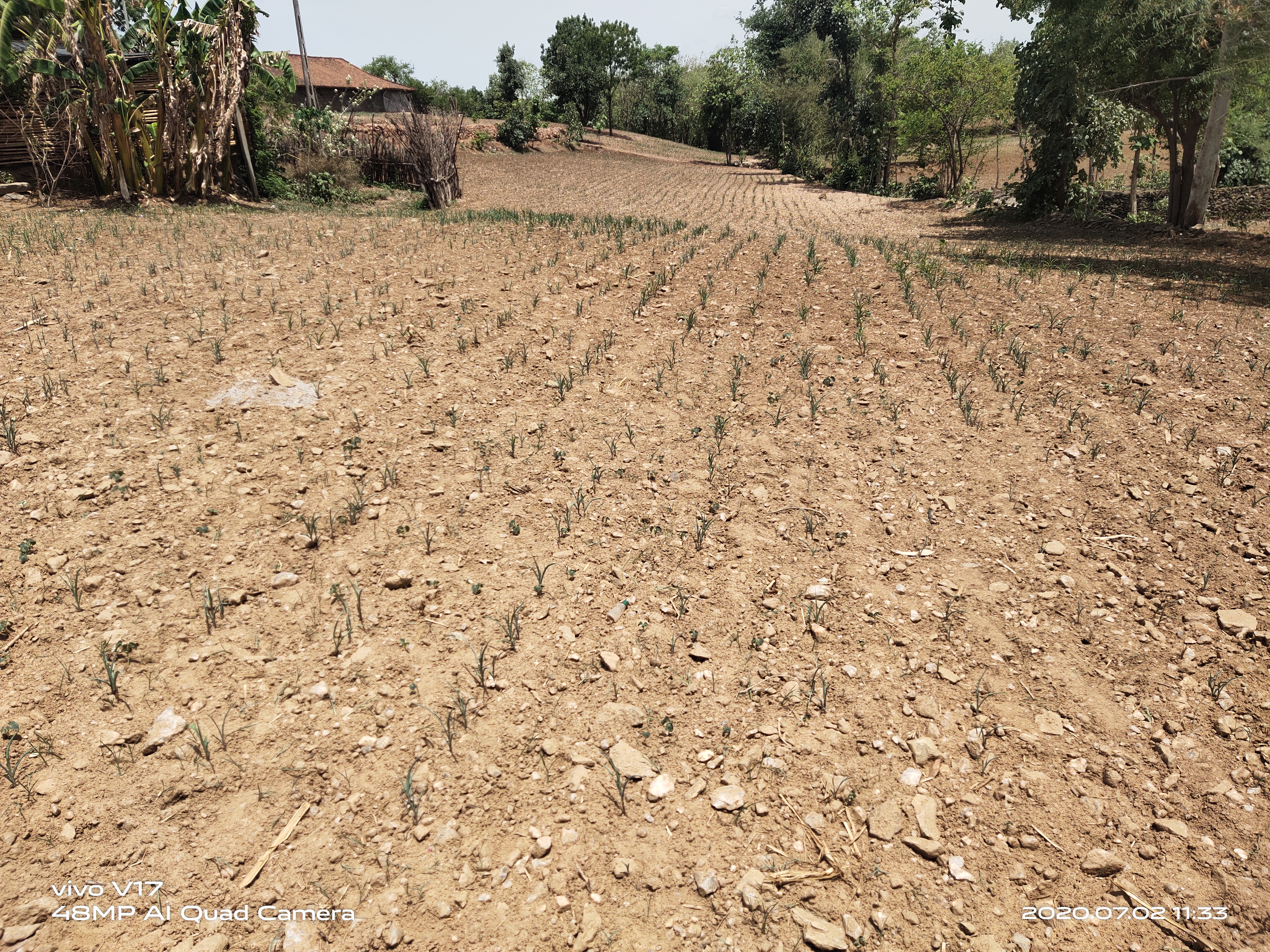 farmers worried due to rain