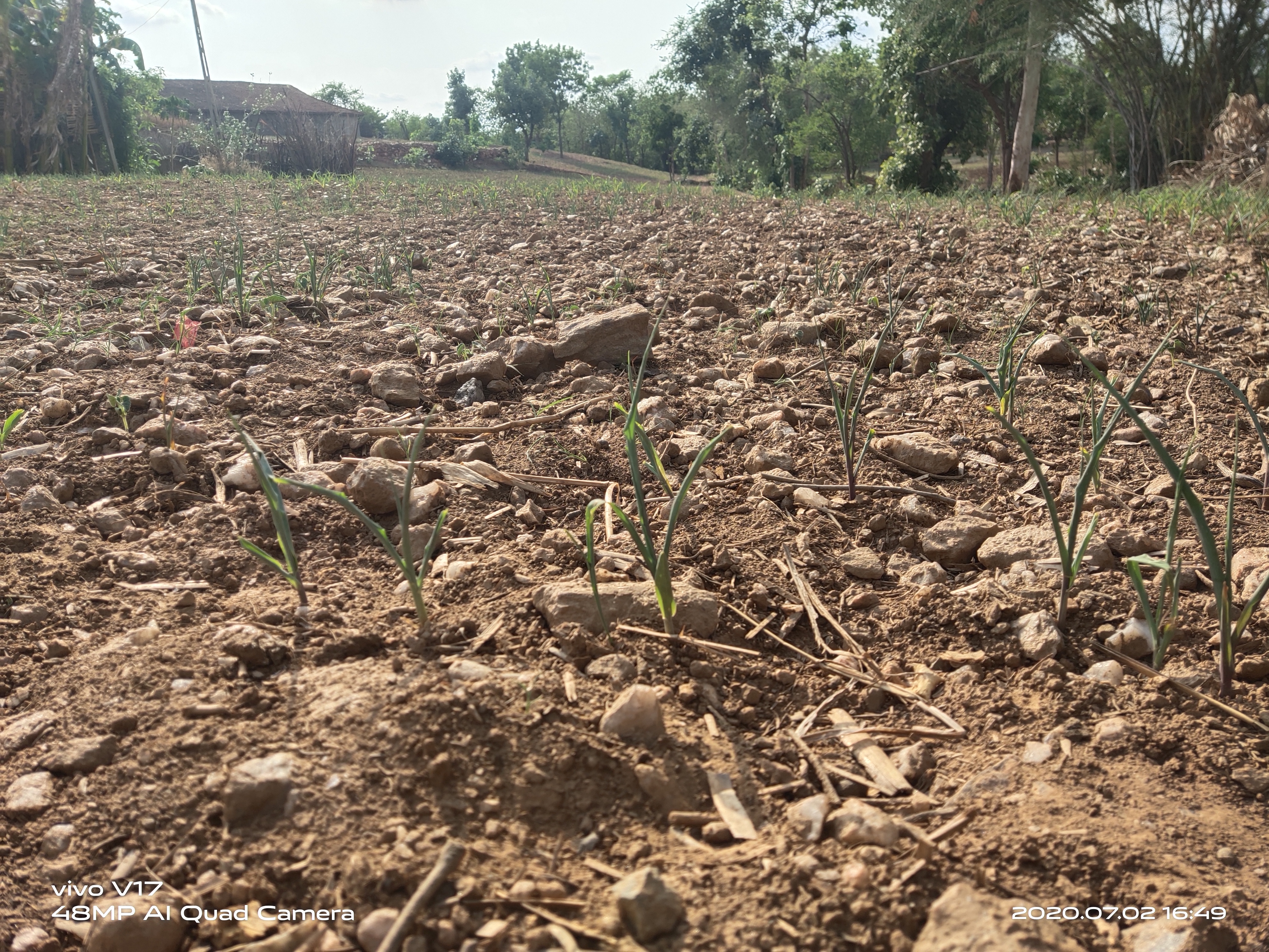 farmers worried due to rain