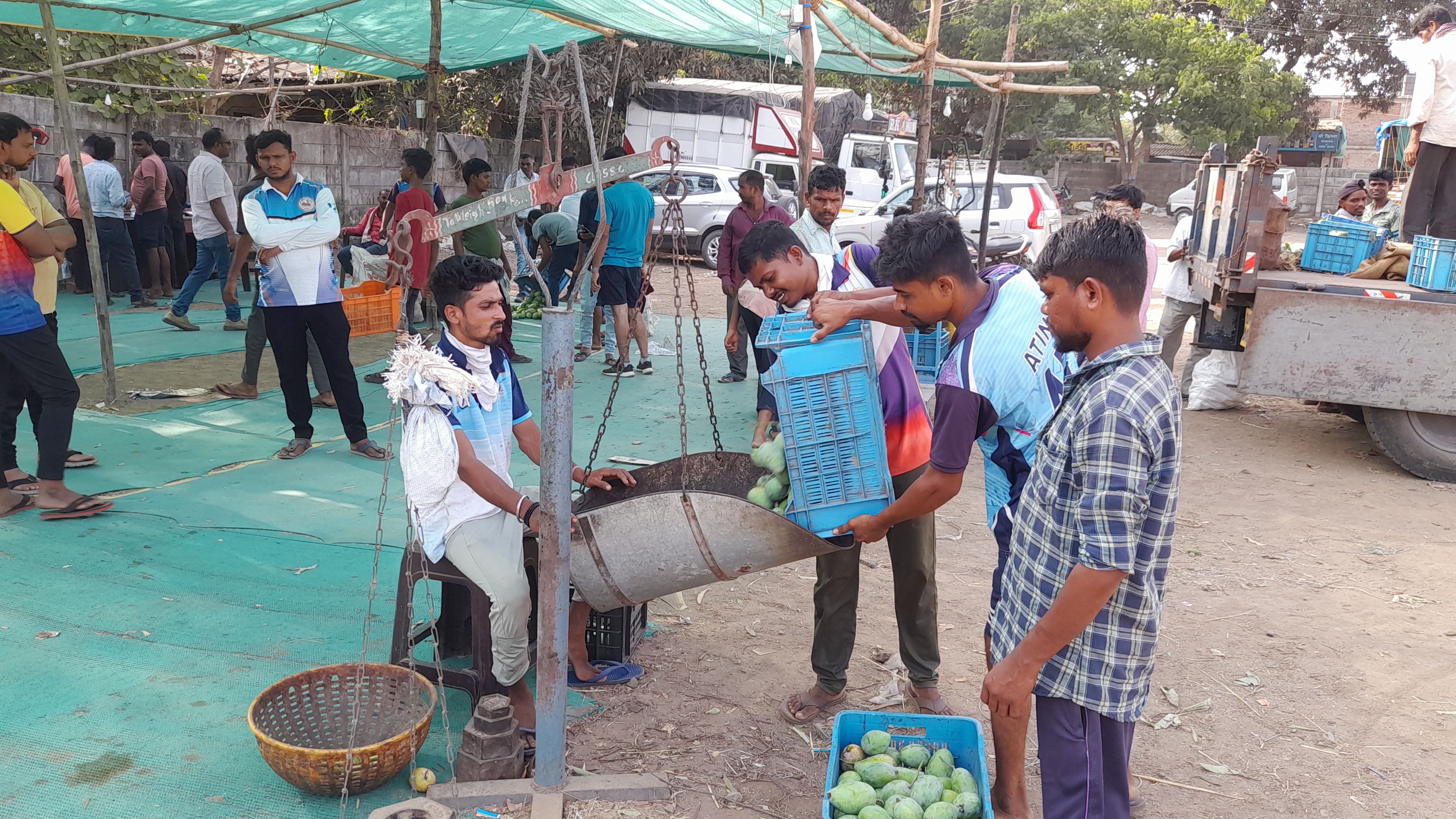 Due to global warming, production and sweetness of mango crop decreased in Valsad