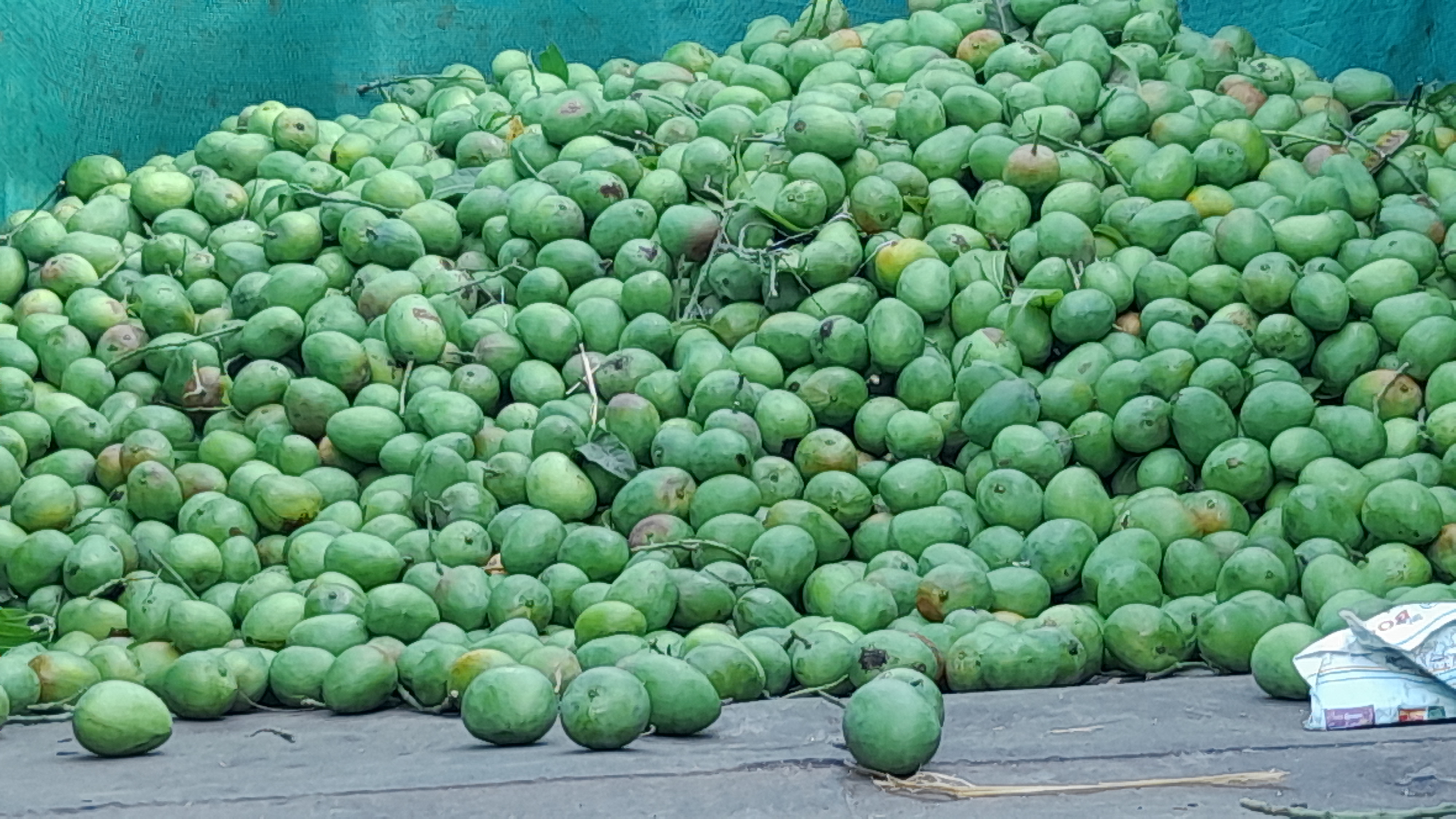 Due to global warming, production and sweetness of mango crop decreased in Valsad