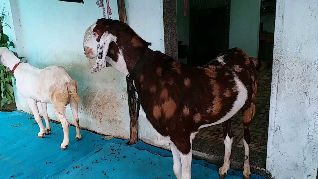 બકરી ઈદની કુર્બાની માટે તૈયાર બકરો