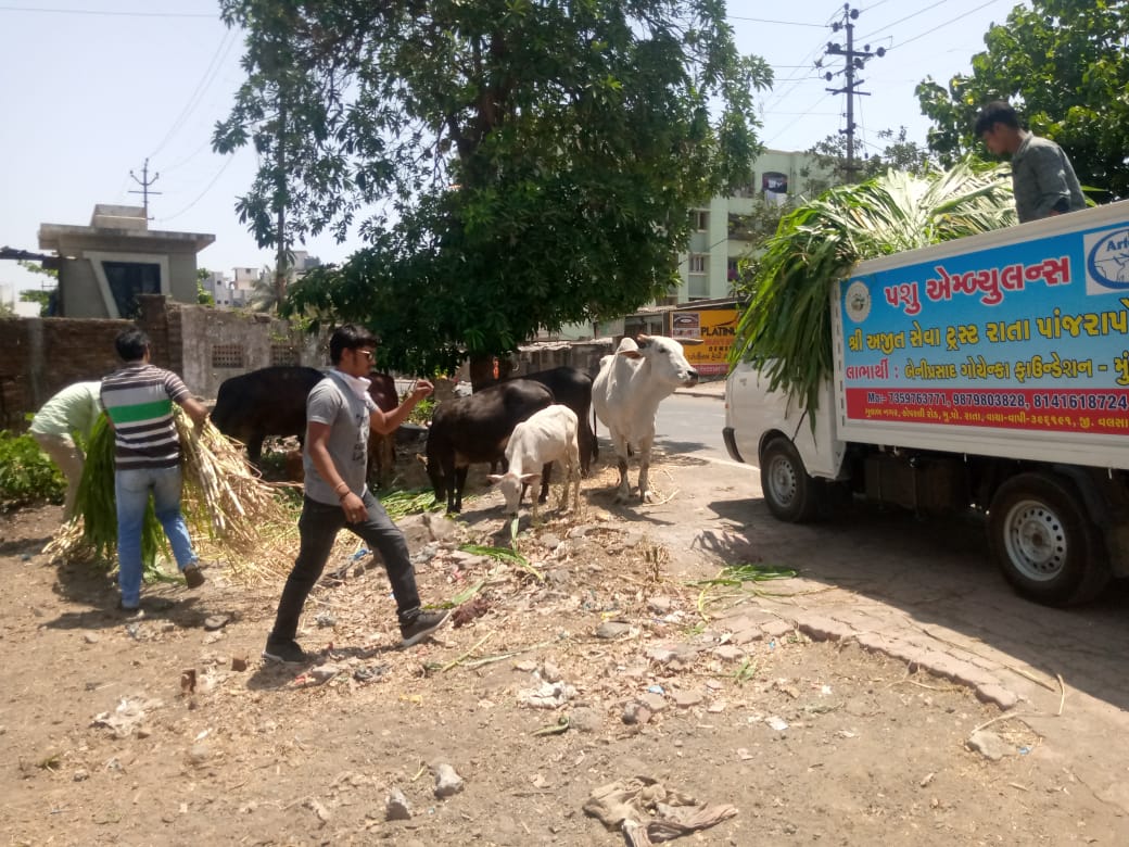 In the midst of the epidemic of Corona, the Vapi cattle were given fodder