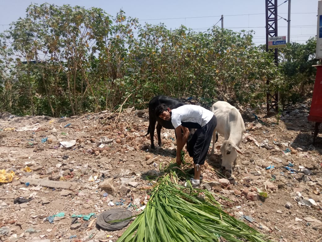 In the midst of the epidemic of Corona, the Vapi cattle were given fodder