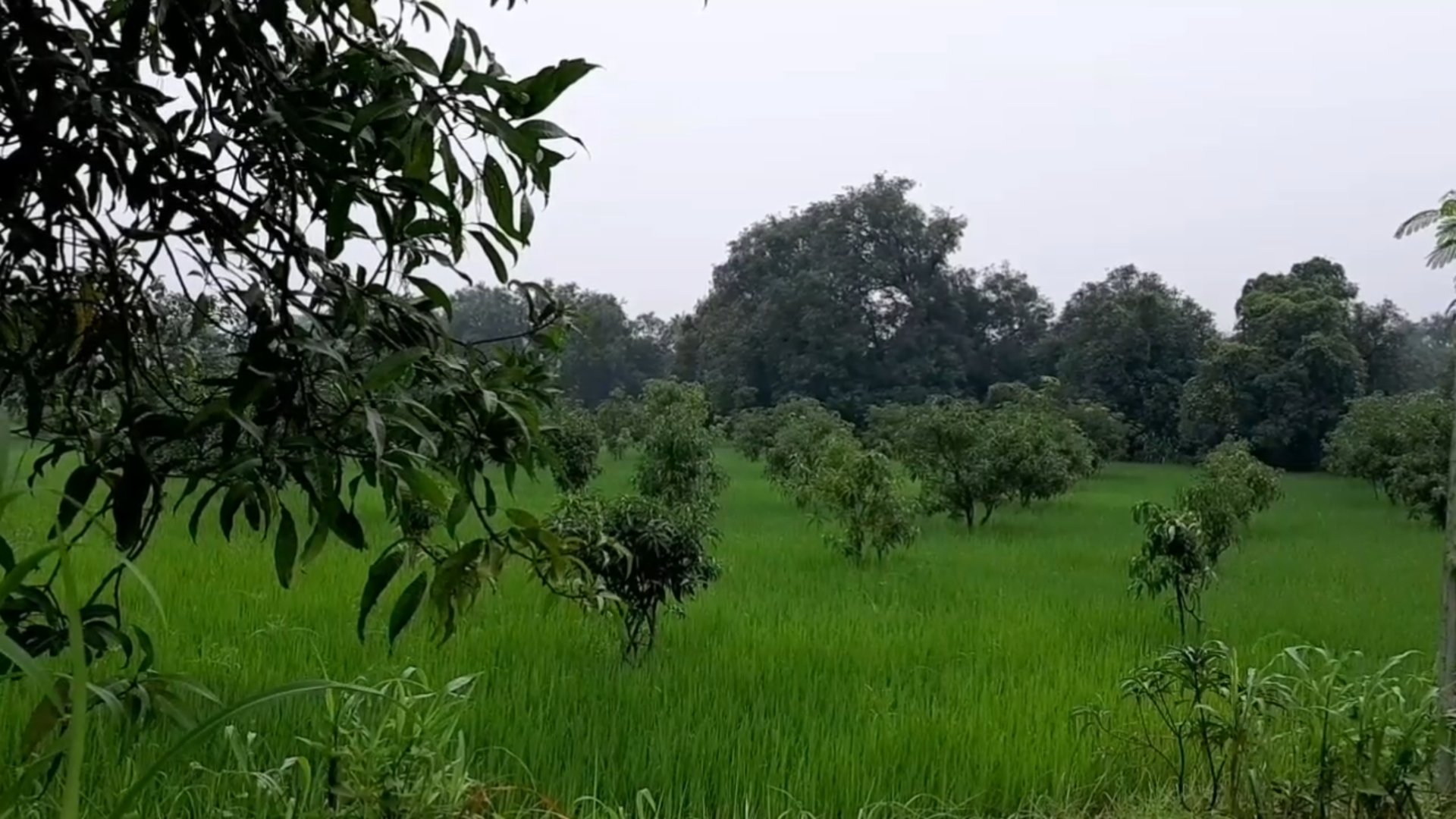 paddy-crop