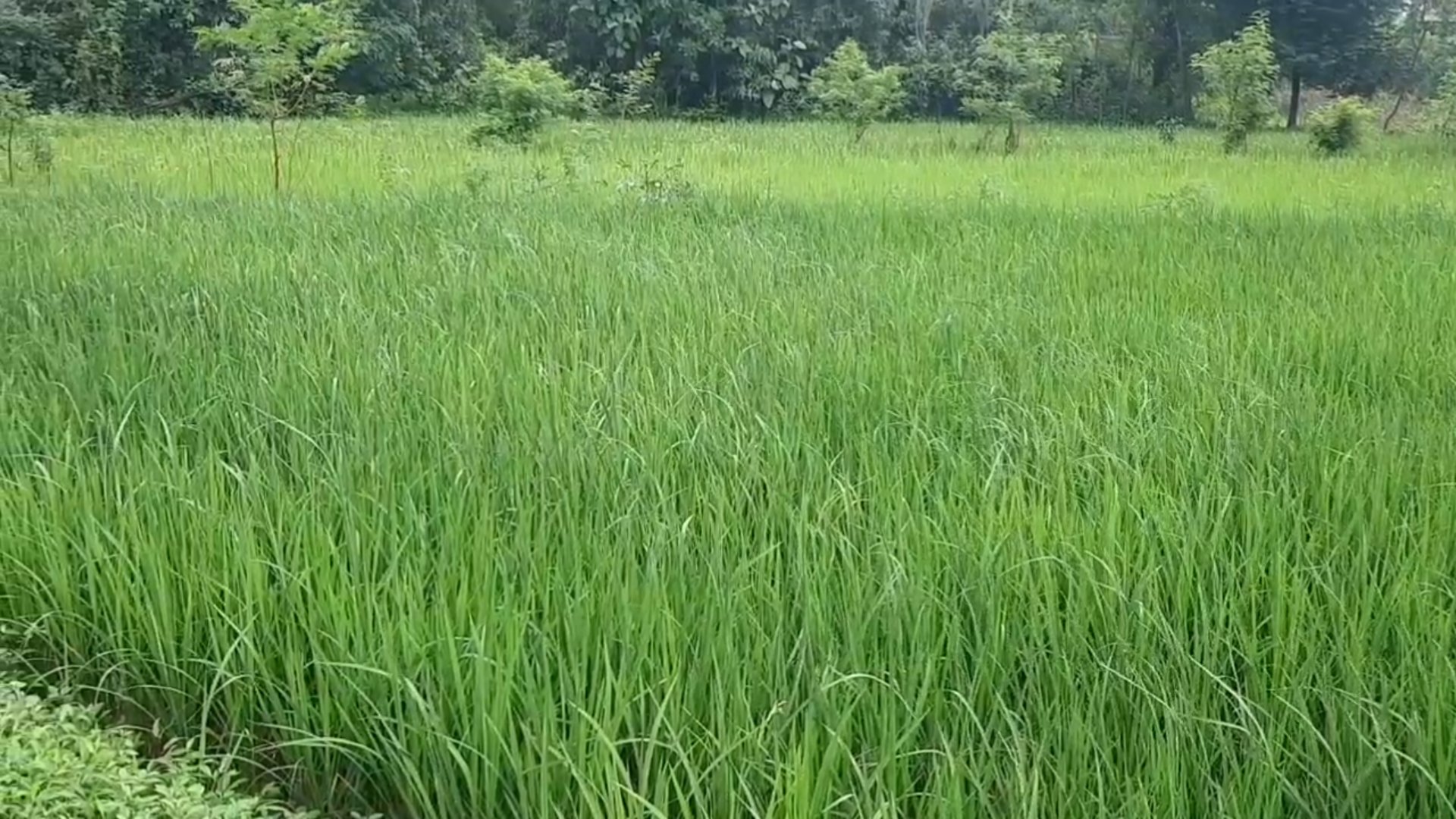 paddy-crop