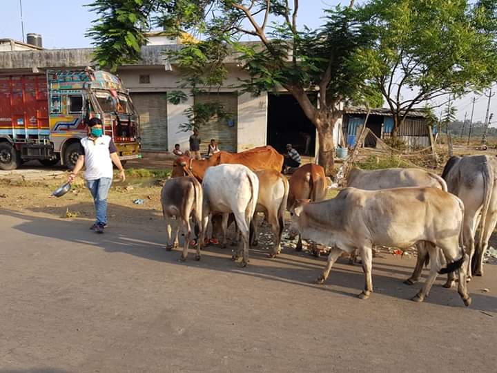 સરીગામના જીવદયા પ્રેમીનો અબોલ પશુ પક્ષીઓને દરરોજ ખોરાક પૂરો પાડવાનો અનોખો સેવાયજ્ઞ