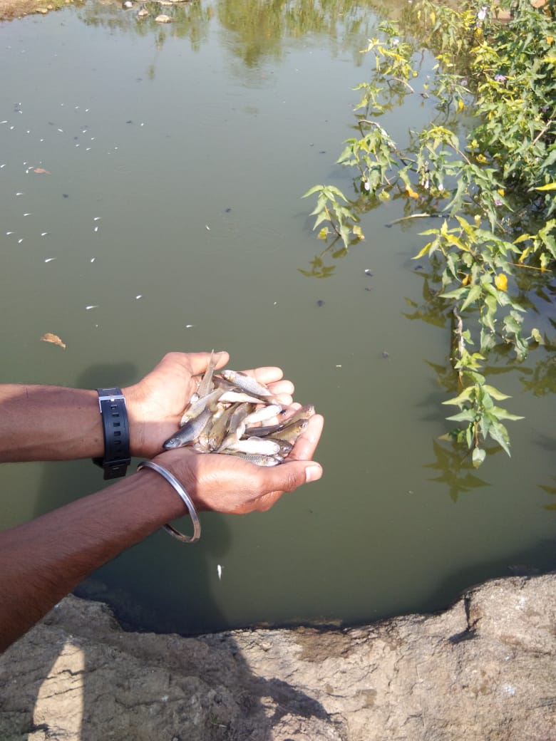 કેમિકલવાળા પાણીથી તળાવની માછલીઓના મોત