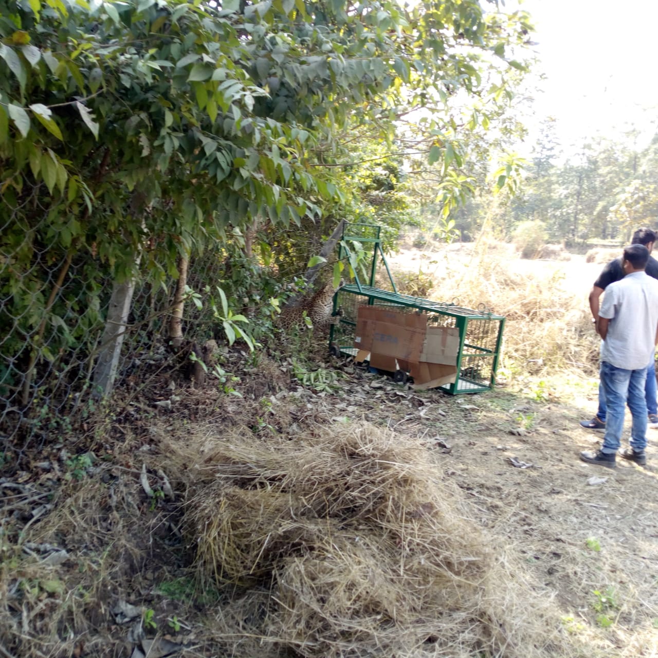 leaper caught from union territory dadra nagar haweli