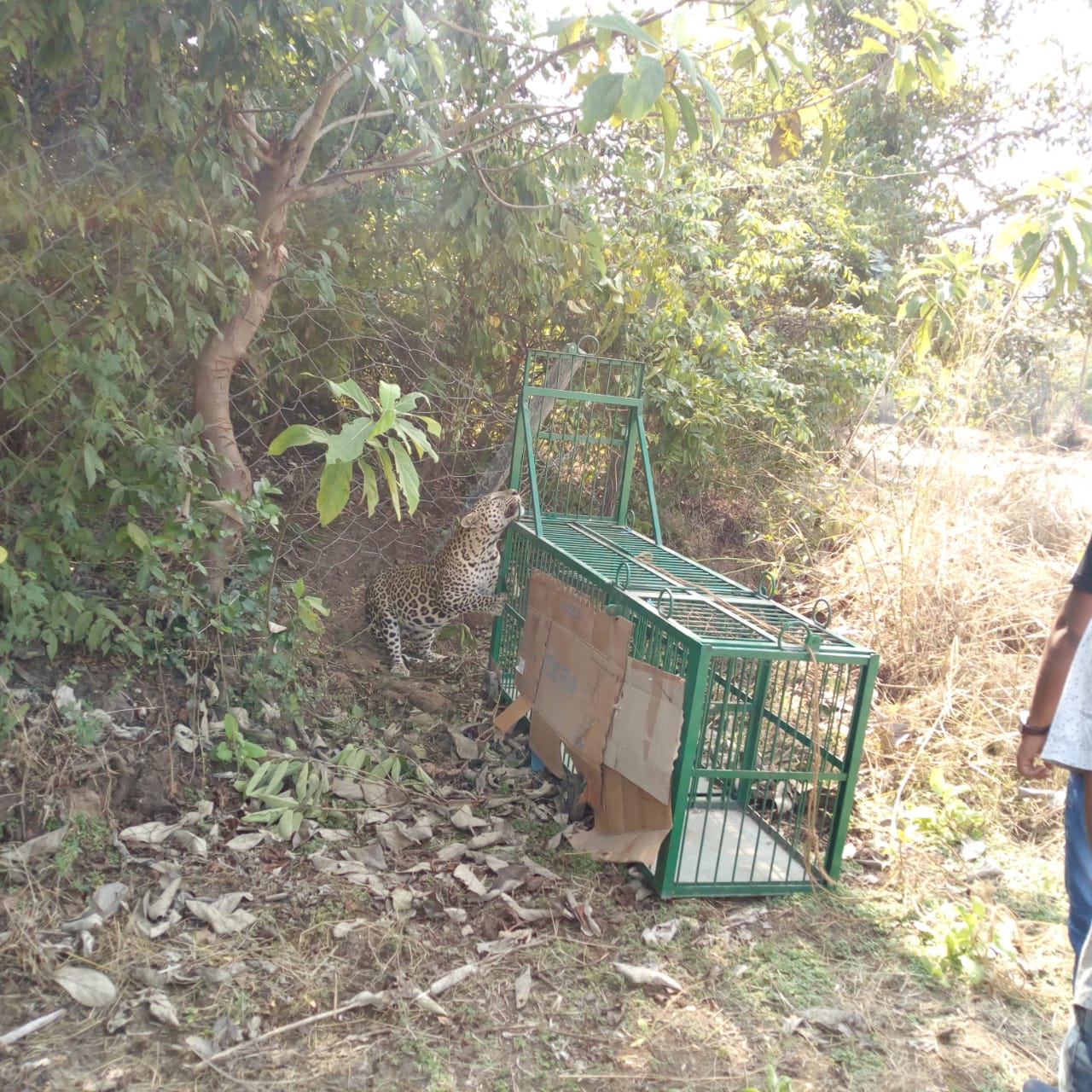 leaper caught from union territory dadra nagar haweli