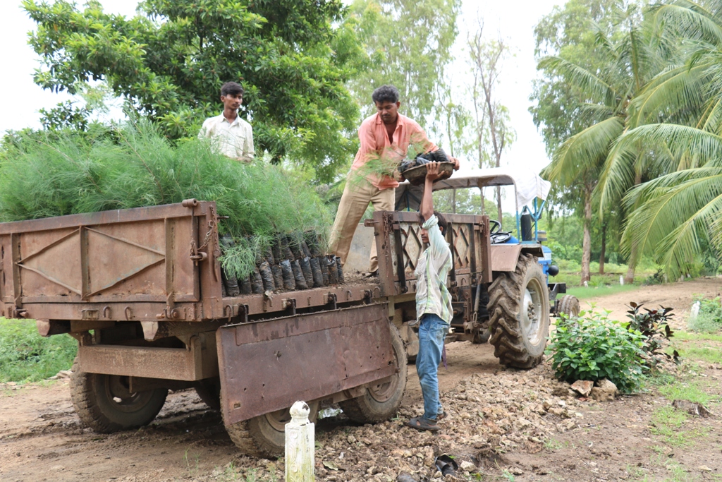 ગીર સોમનાથ વૃક્ષ ઉછેર