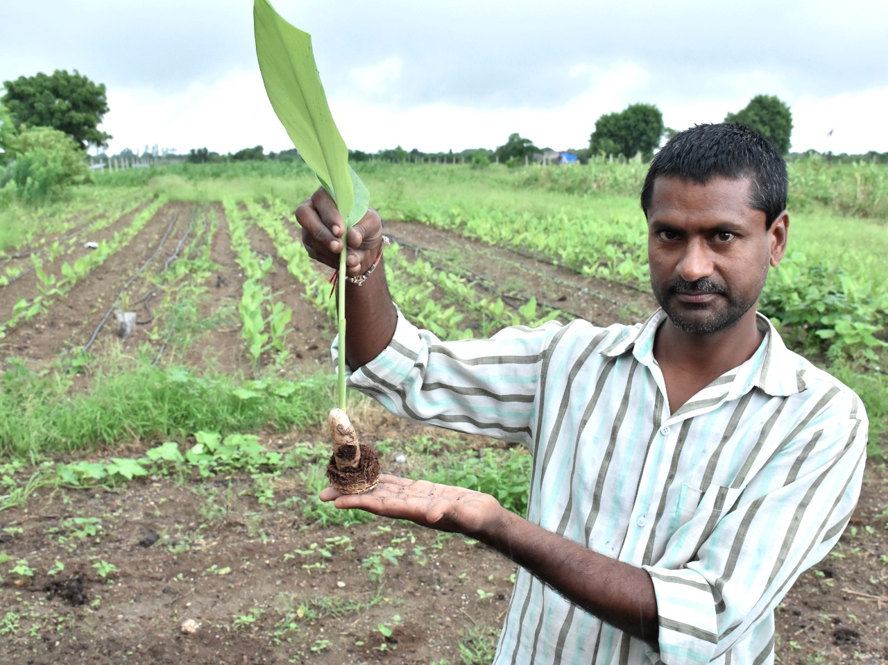 organic farming system