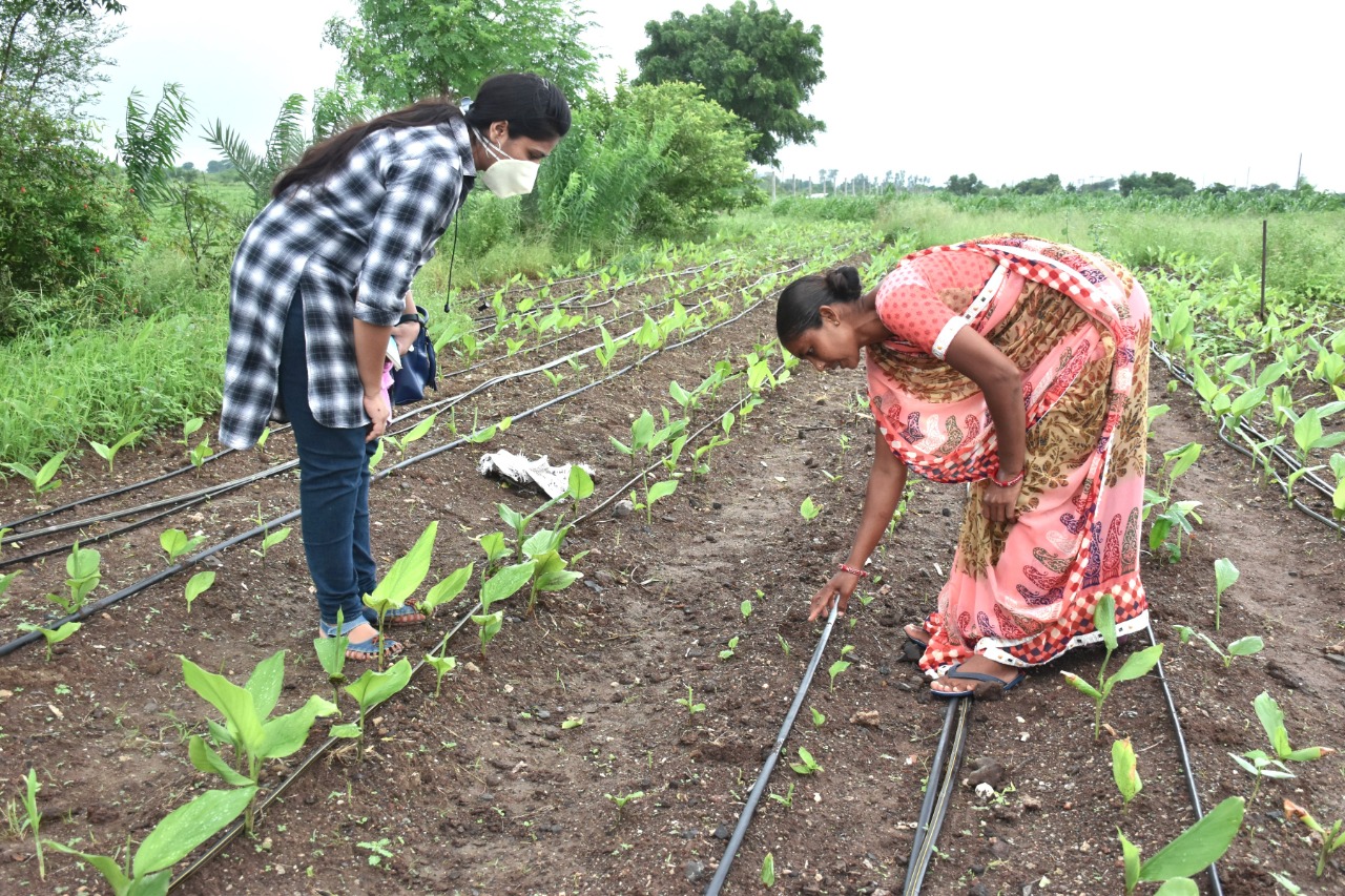 organic farming system