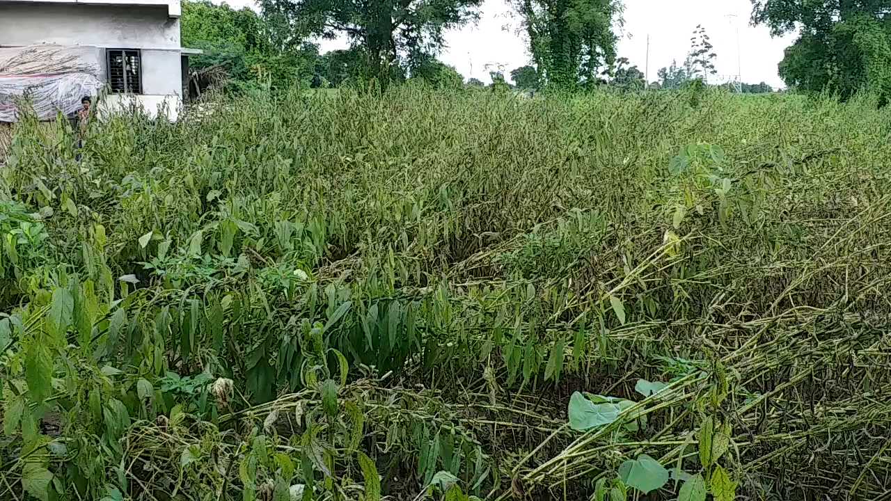 jamnagar Farmers