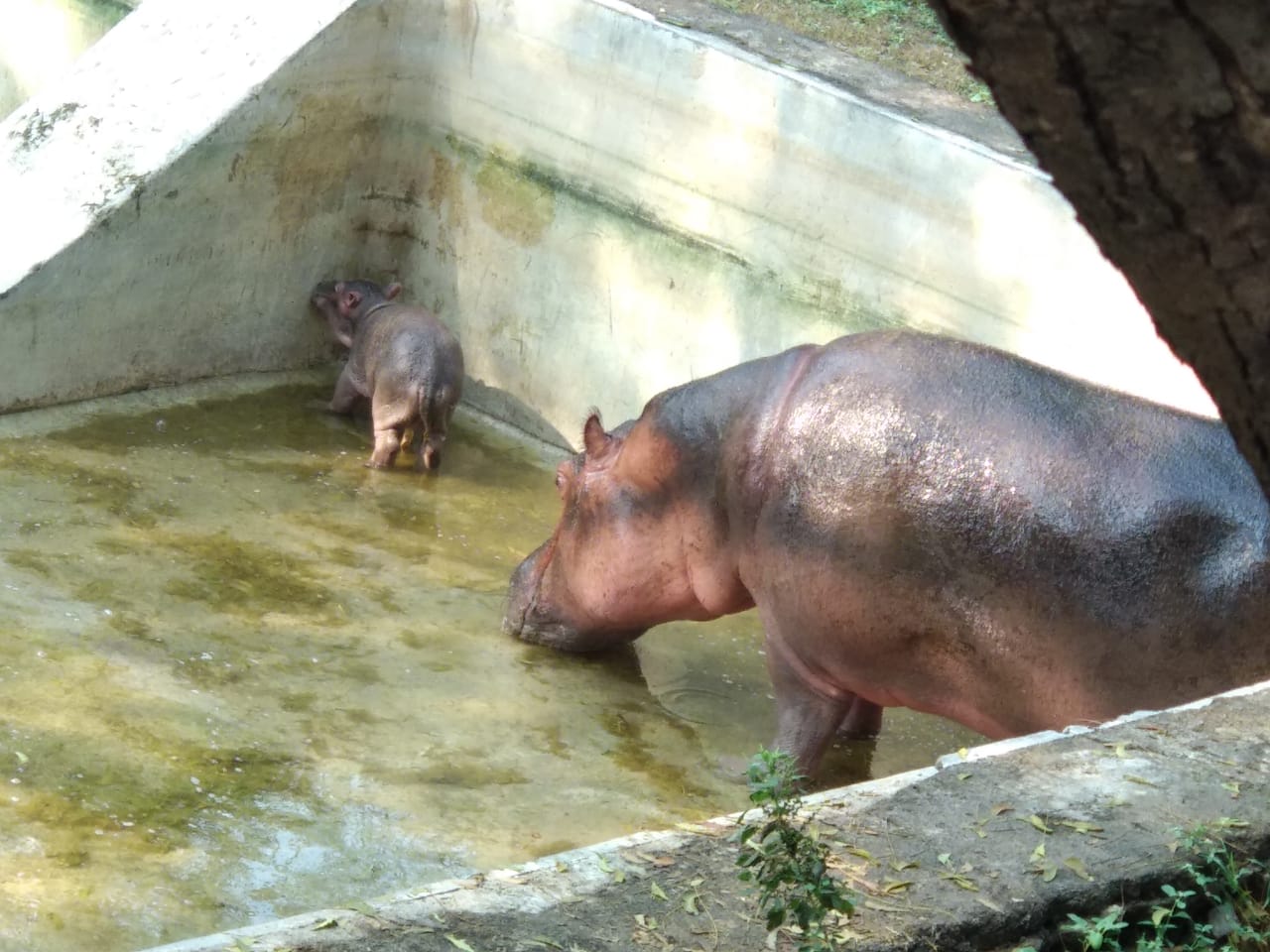 hippopotamus gives a birth to baby hippo in sakkarbaug zoo, junagadh