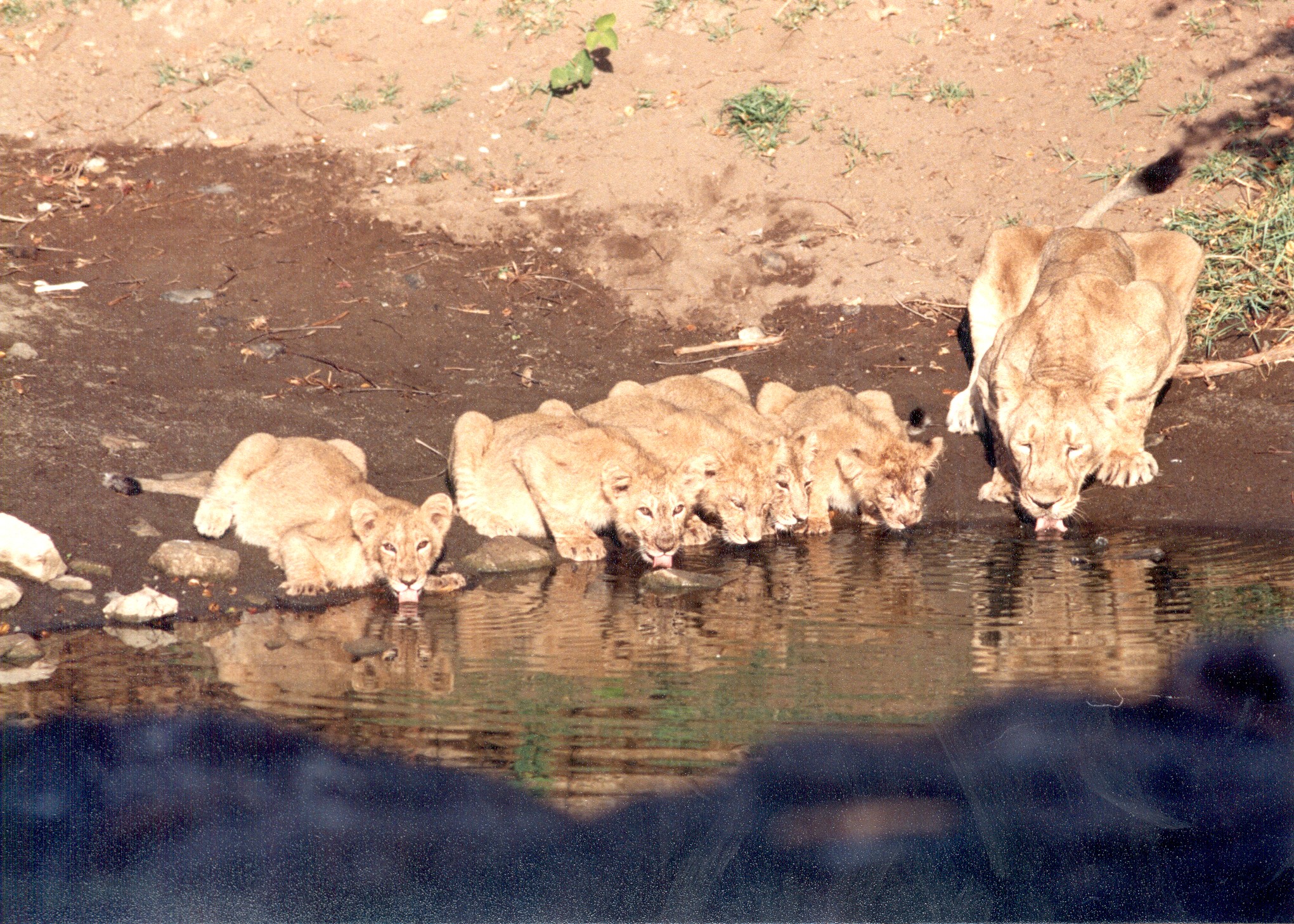 Lions population in the Gir sanctuary has increased