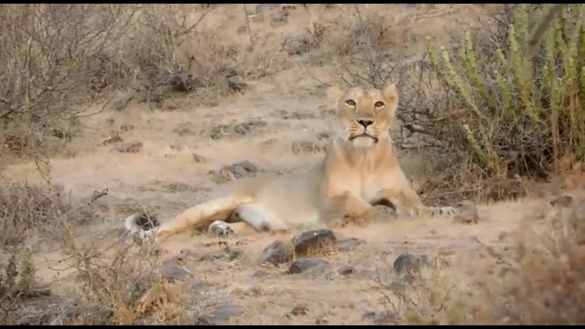 Gir is the safest birthplace of lions in Asia