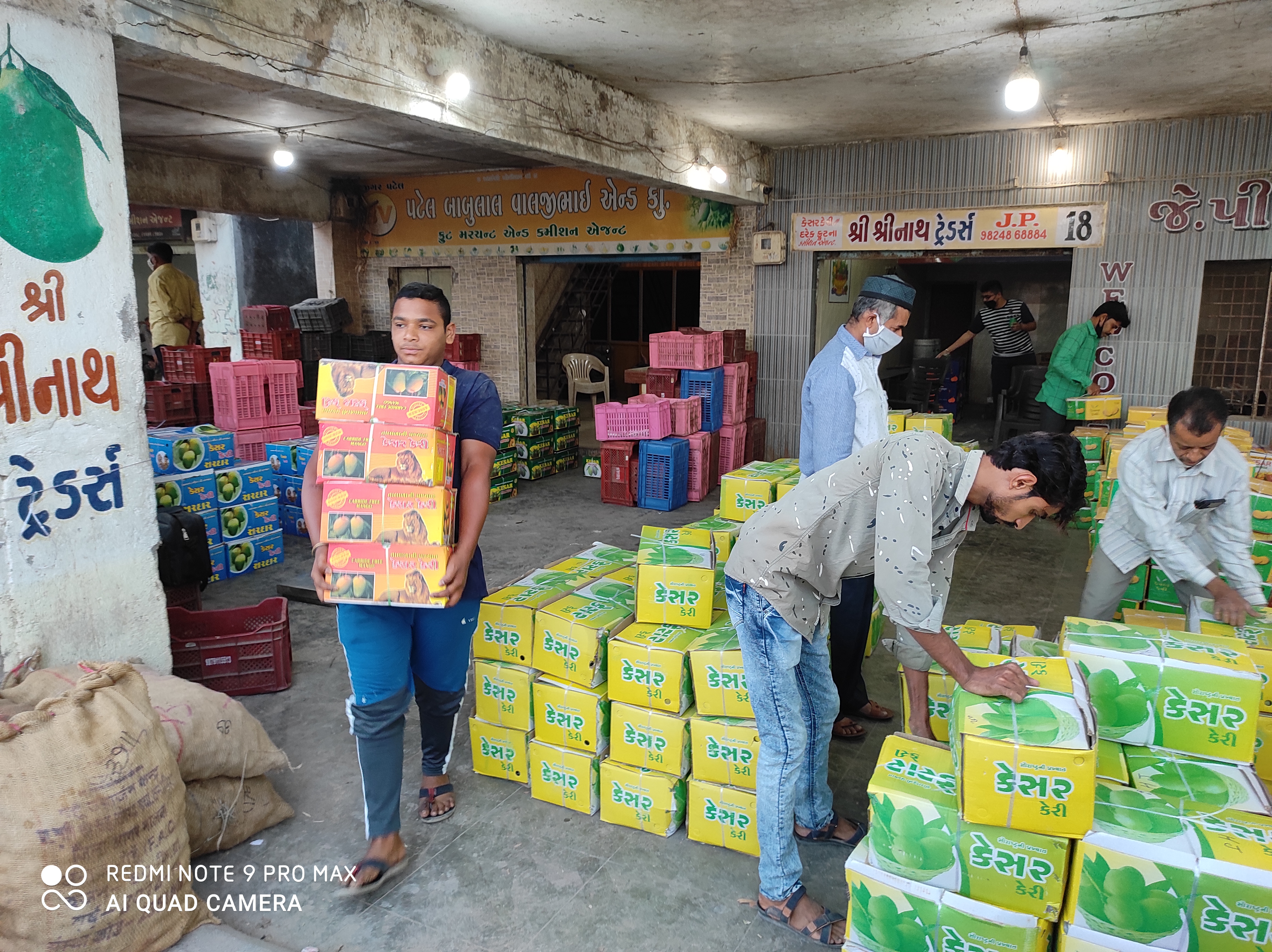 જૂનાગઢ માર્કેટિંગ યાર્ડમાં કેસર કેરીની આવકમાં ઘટાડો