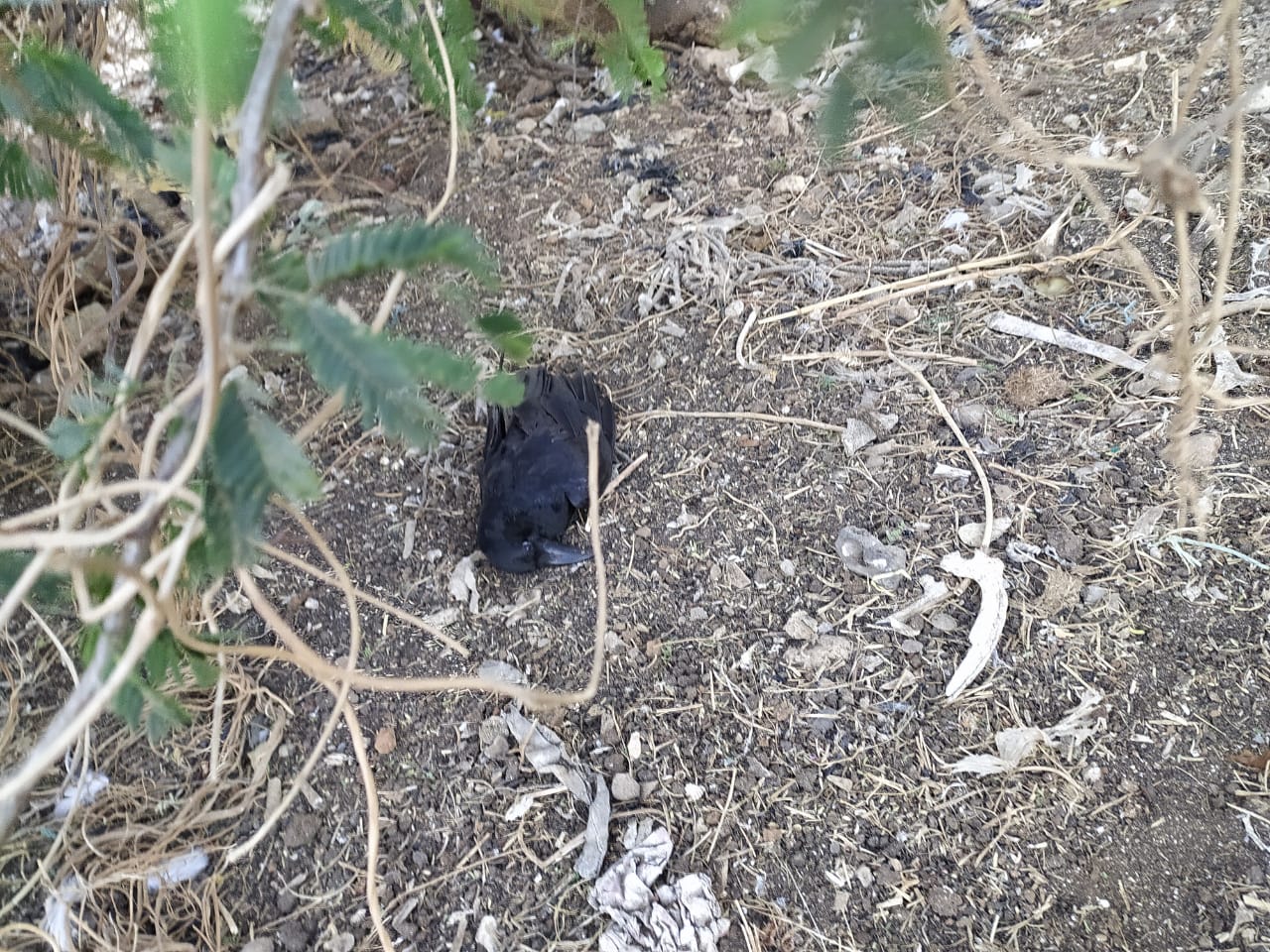 crows found dead in panchkula