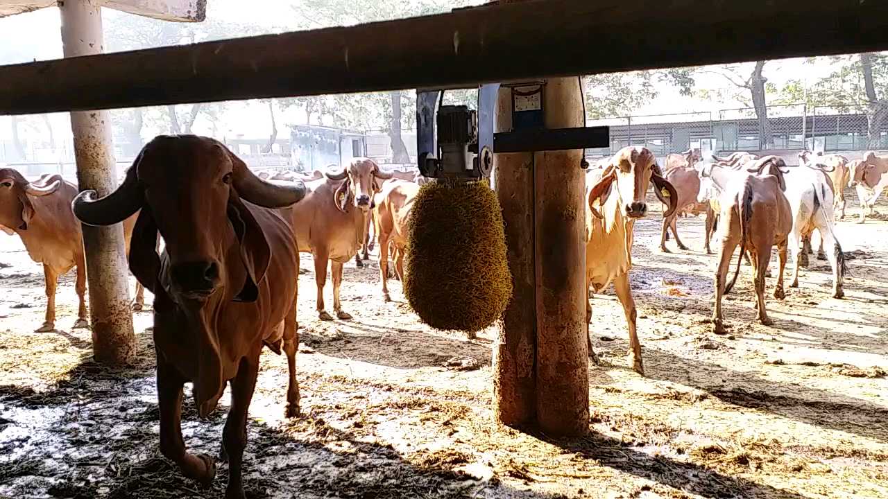 ದನಗಳ ಮೈ ತುರಿಕೆ ಶಮನಕ್ಕೆ ವಿಶೇಷ ಯಂತ್ರ