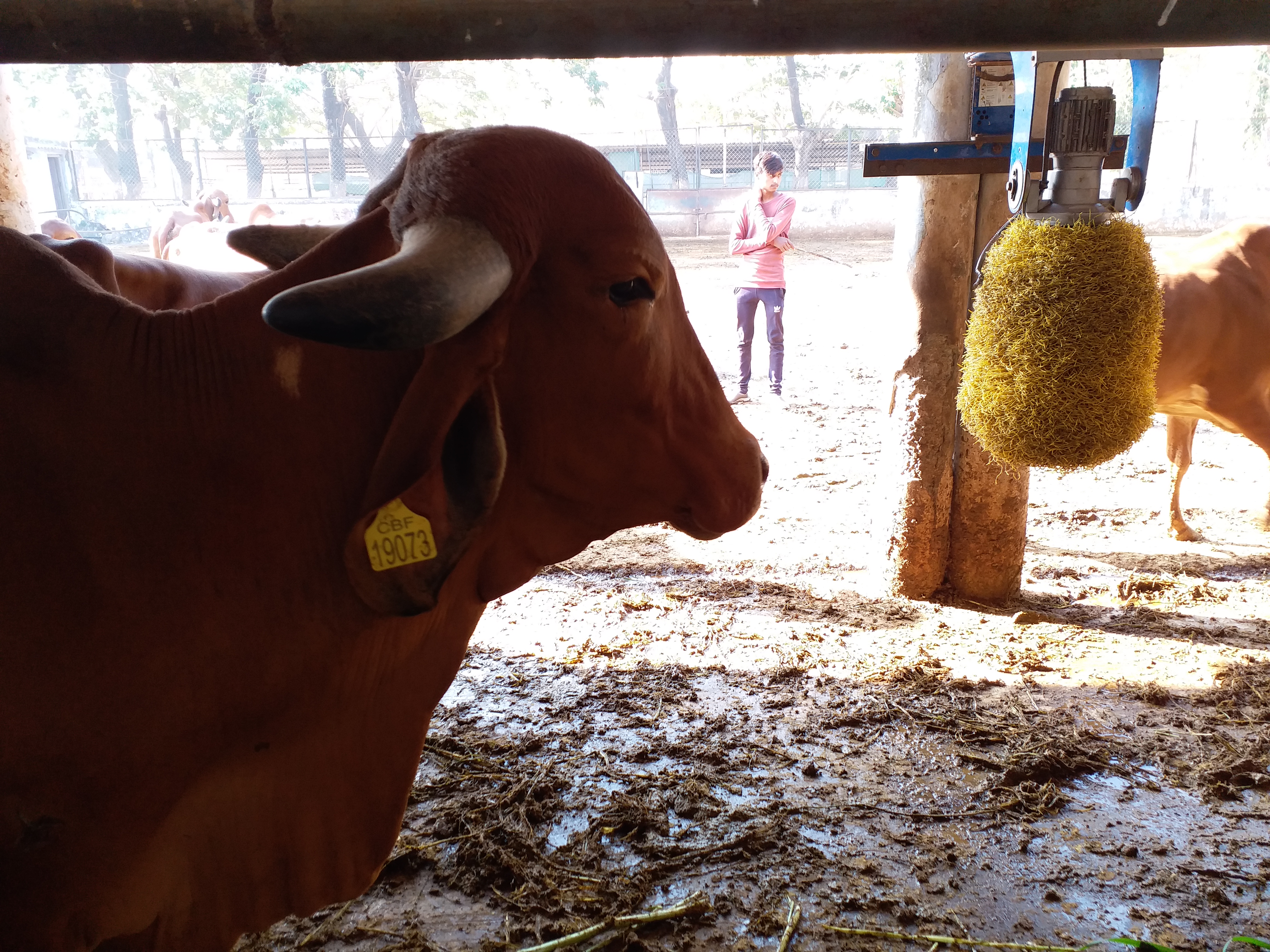 ದನಗಳ ಮೈ ತುರಿಕೆ ಶಮನಕ್ಕೆ ವಿಶೇಷ ಯಂತ್ರ