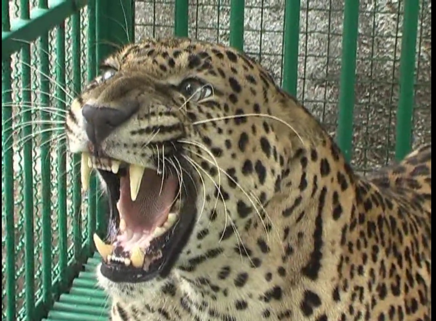 જૂનાગઢ સક્કરબાગ પ્રાણી સંગ્રહાલયમાંથી 35 દીપડાઓને જામનગરના ઝૂમાં ખસેડાશે